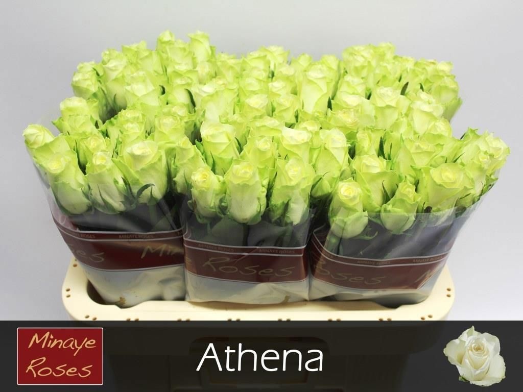 R Gr Athena
