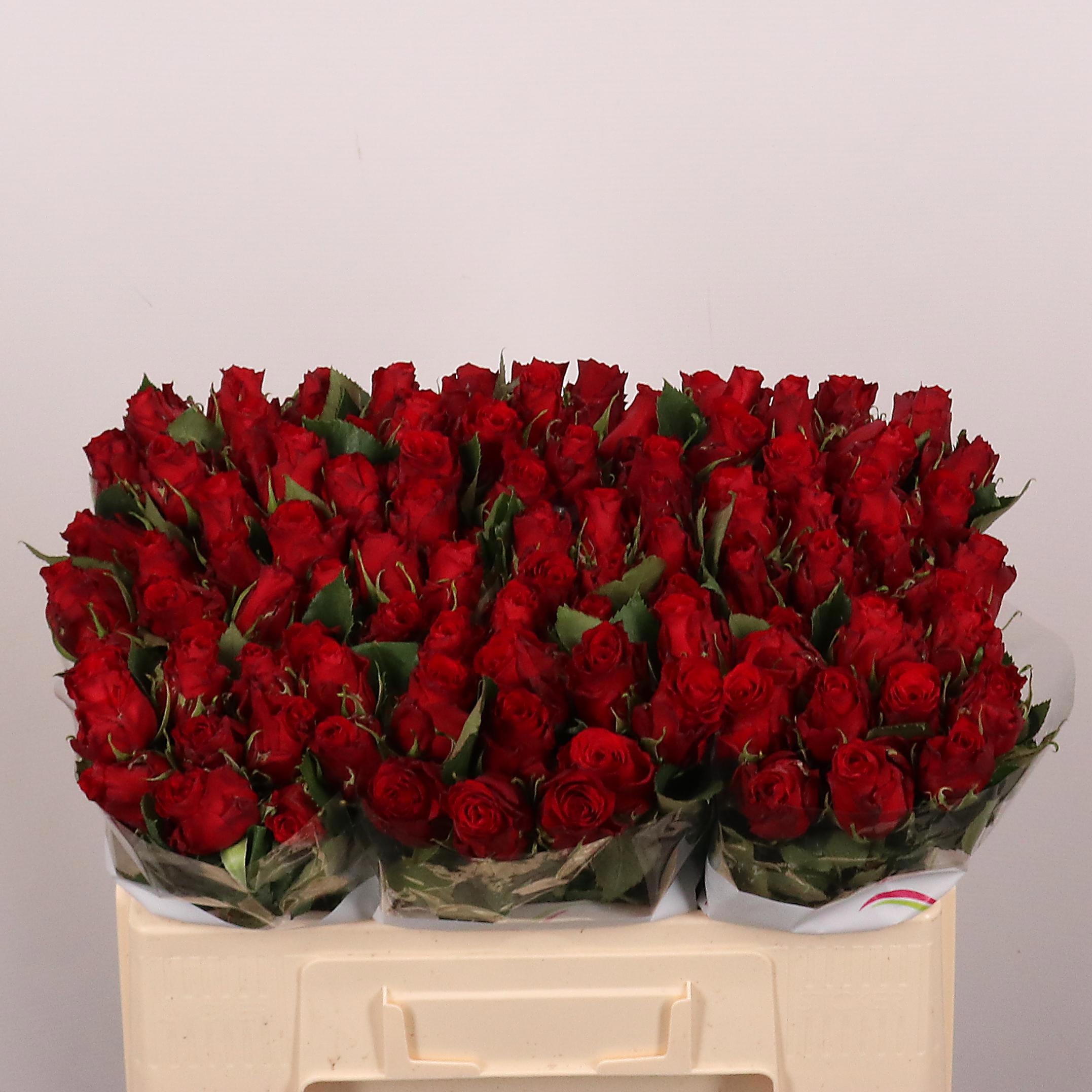 R Gr Red Torch