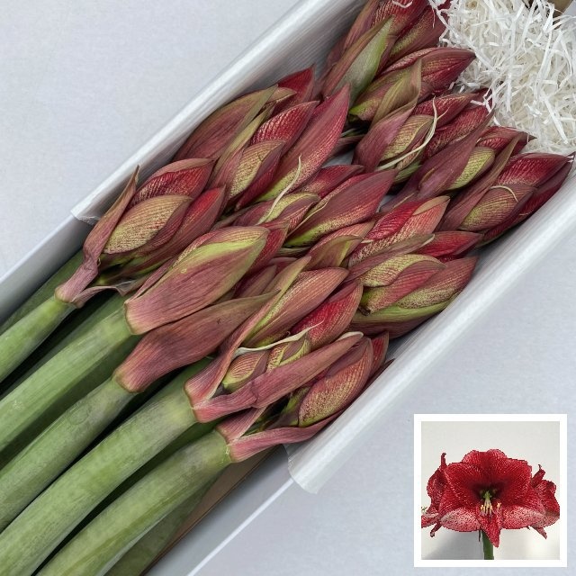 Hippeastrum Maestro 4bl