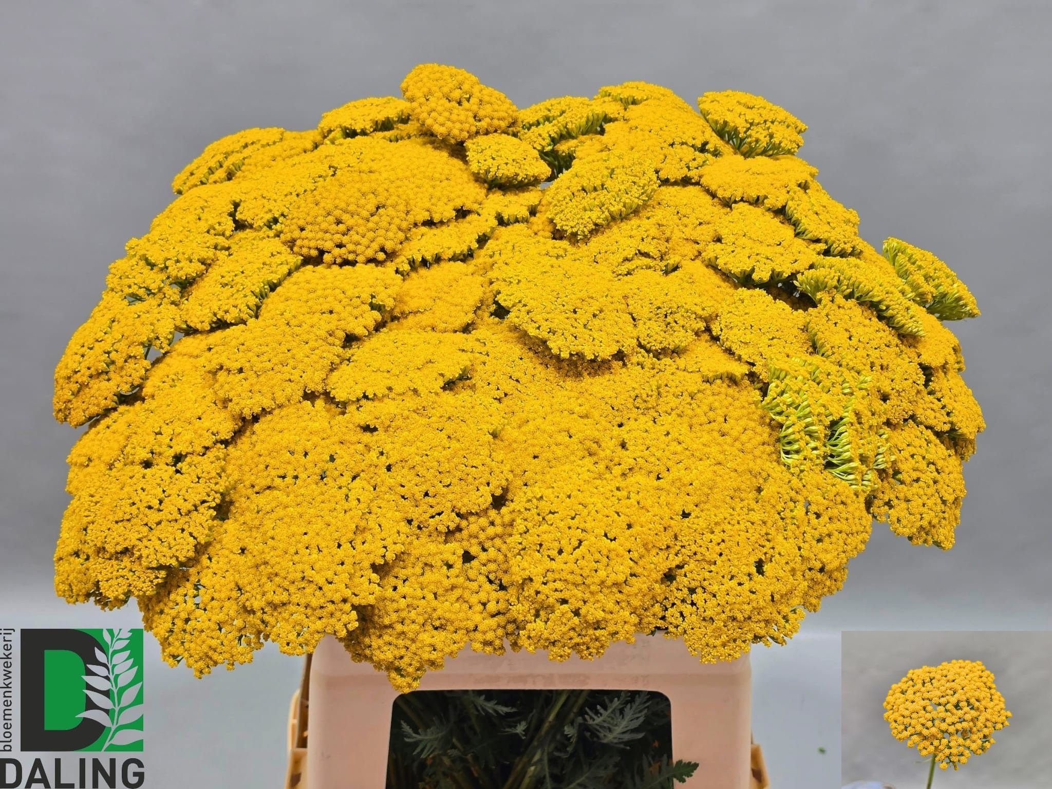 Achillea Parker's Variety 50cm