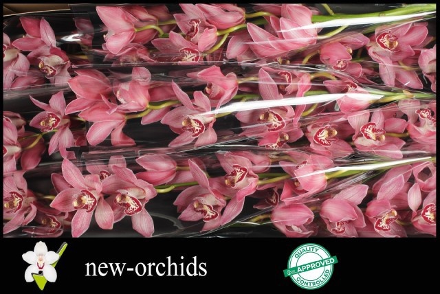Cymbidium Pin-up 8/11bl