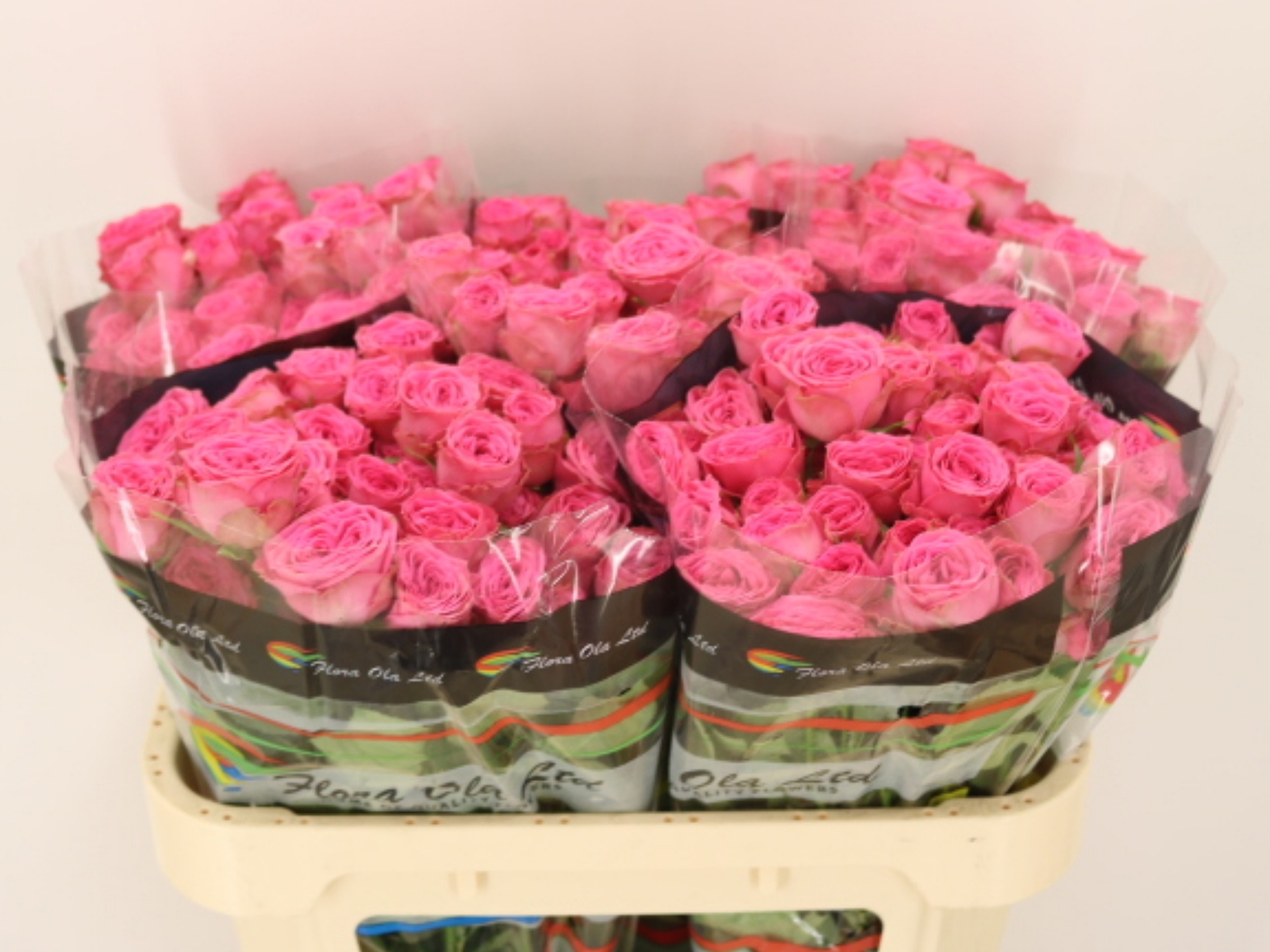 Rosa Spr Paulette! 70cm