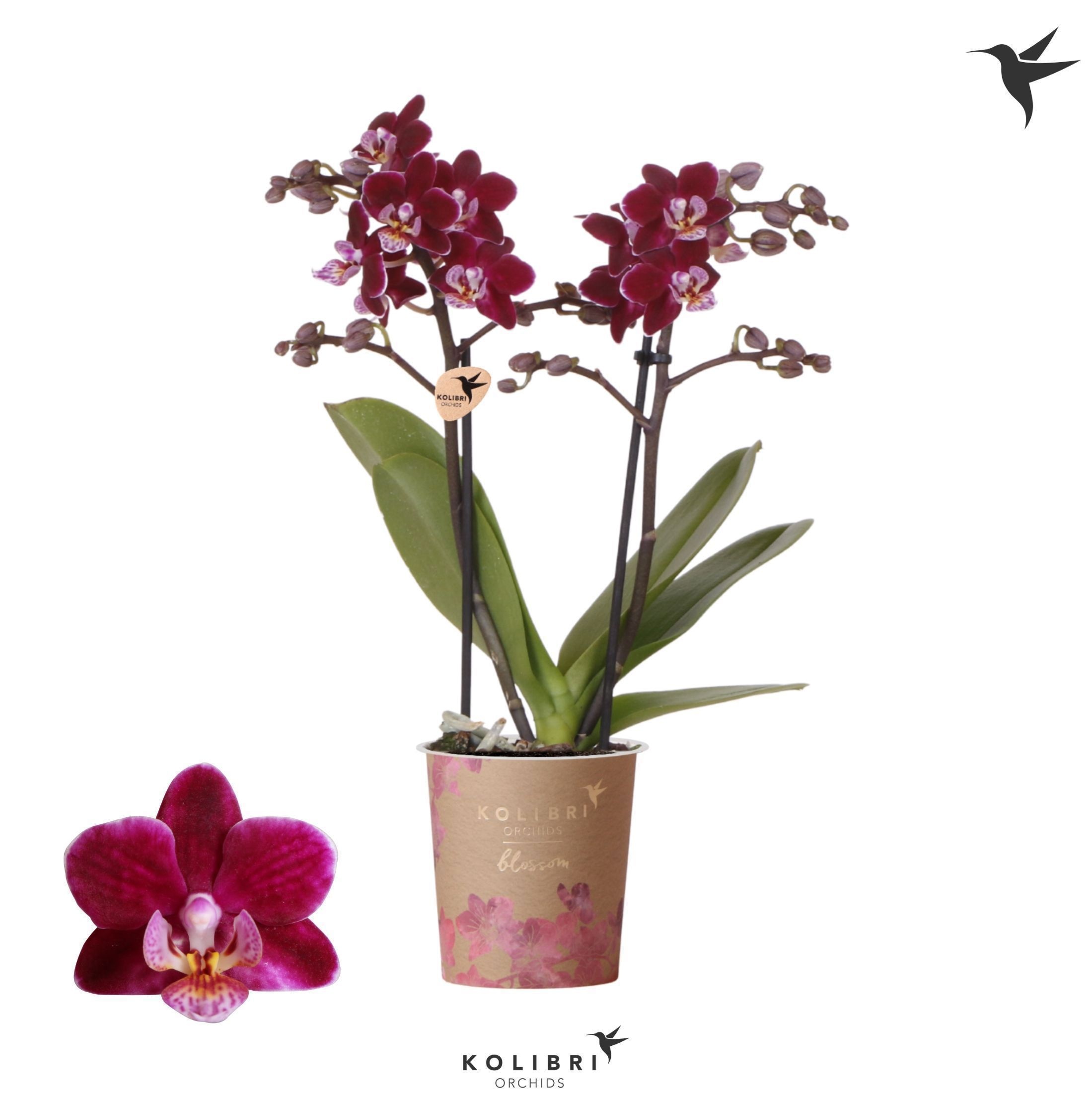 Phalaenopsis Kolibri Orchids Phalaenopsis Blossom Bonaire 2 spike