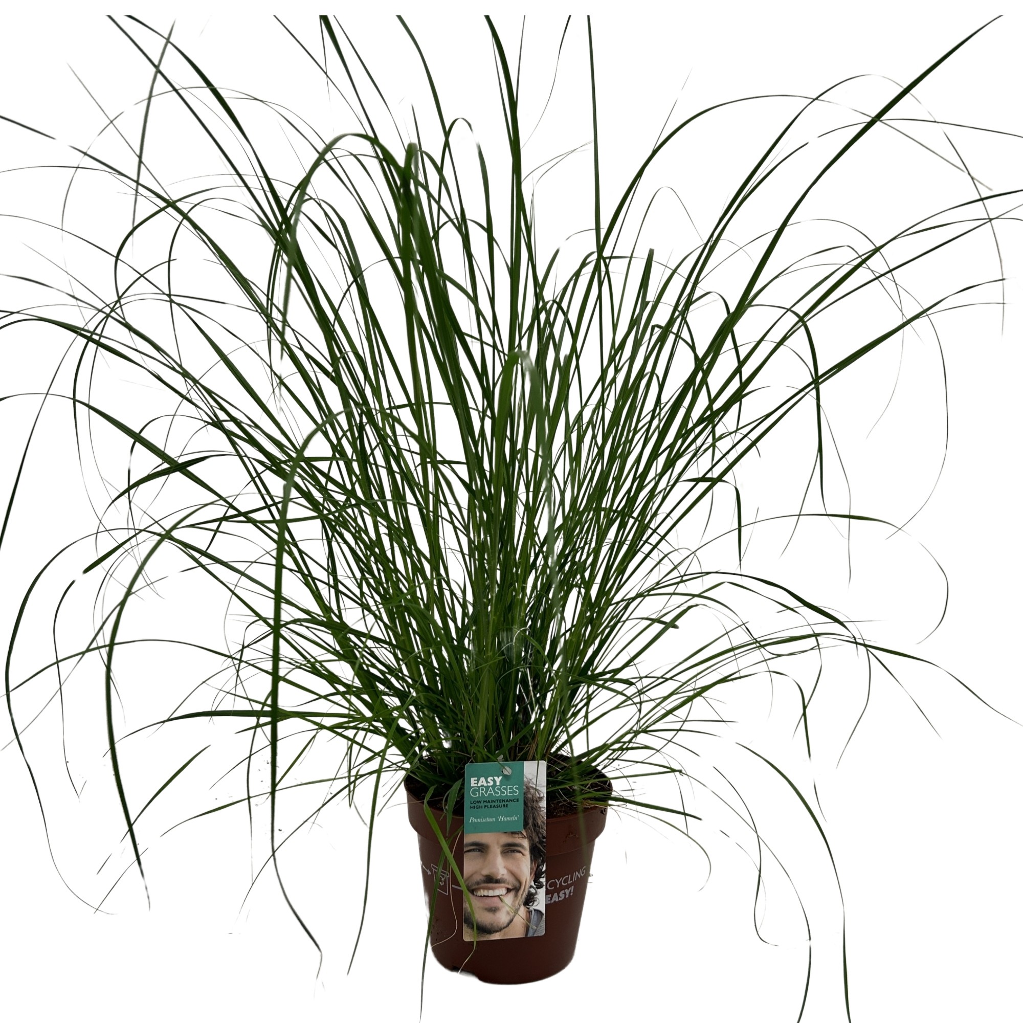 Picture of Pennisetum alop. Hameln