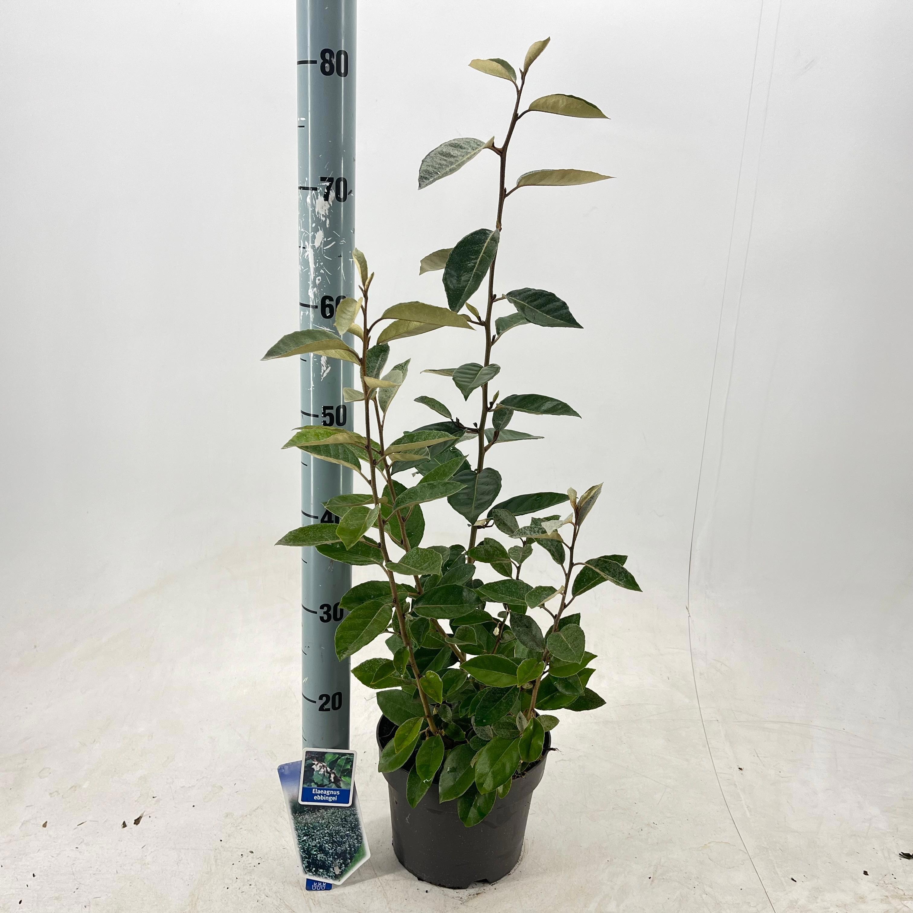 Picture of Elaeagnus ebbingei