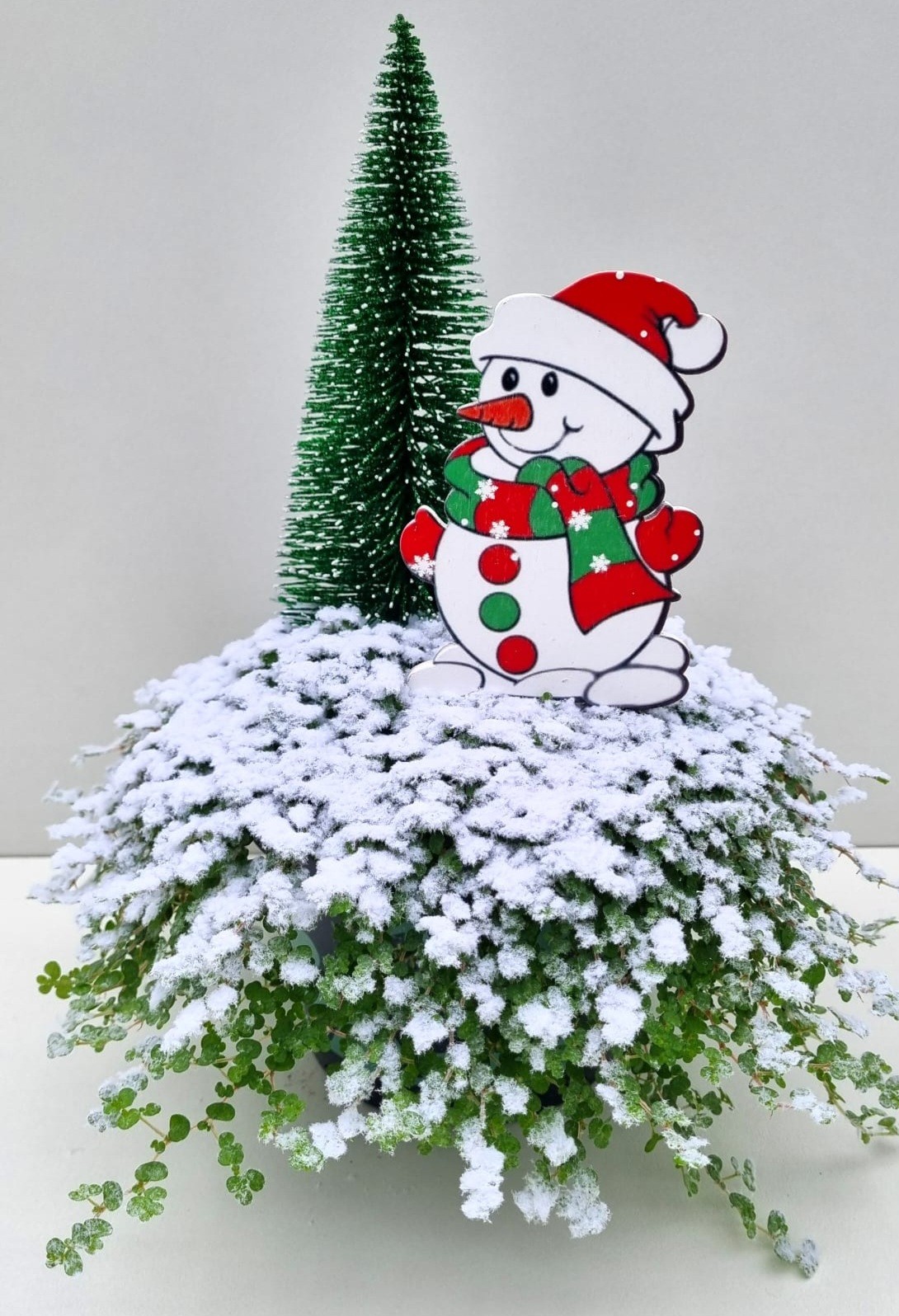 Picture of Soleirolia K79 Snowman tree P13 27cm