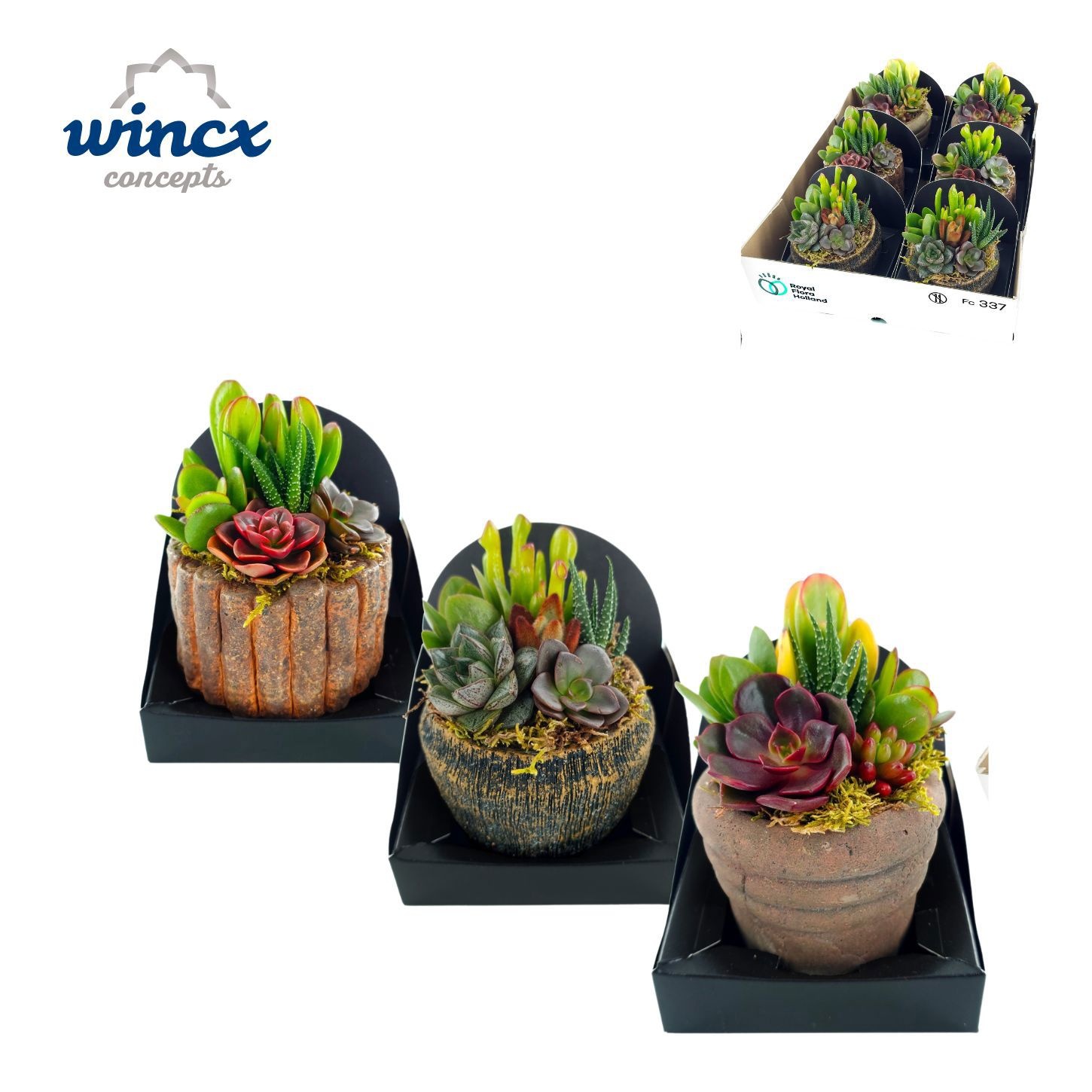 Arr Succulenten 10P 16cm