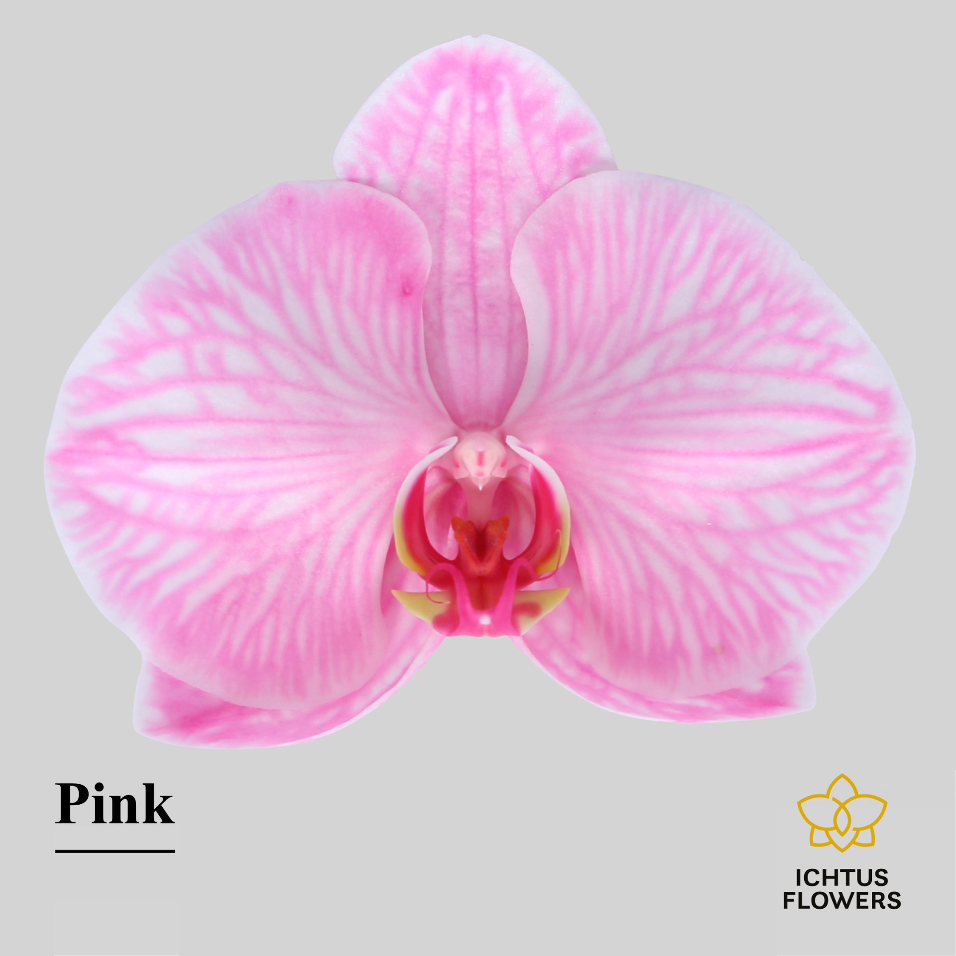 Phal Painted Pink Bloem 25 Bloemen