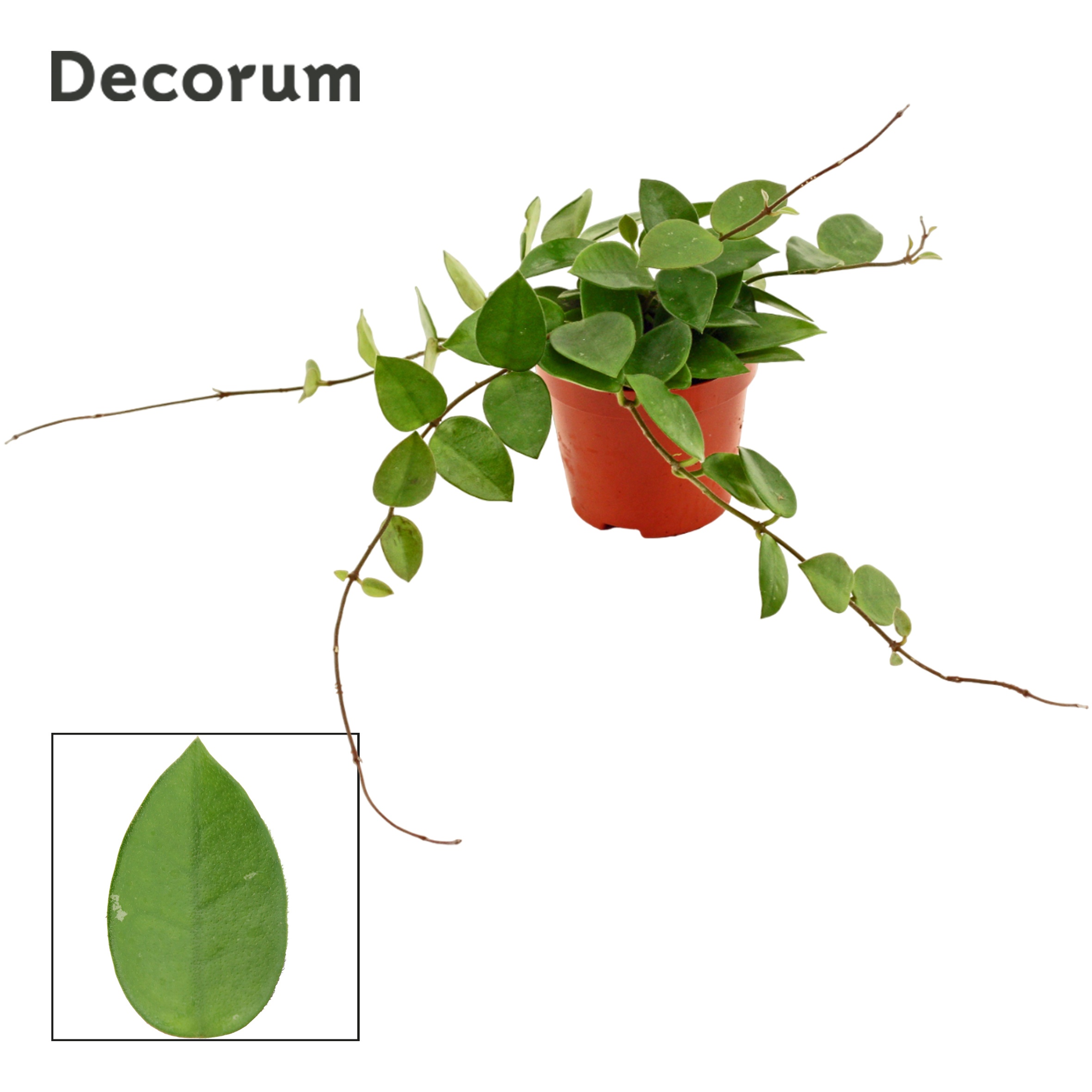 Hoya CV Chouke (Decorum)