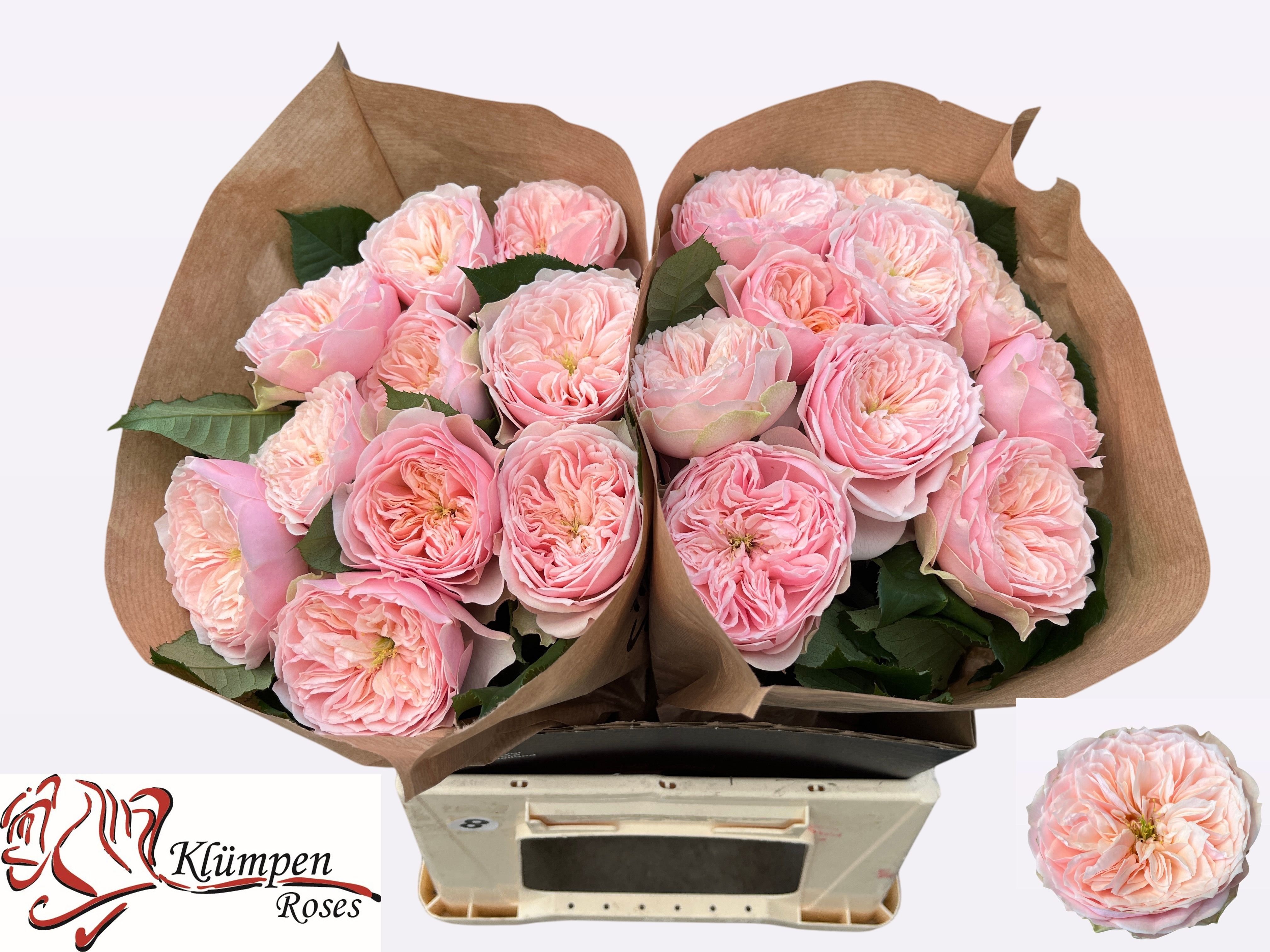 Rosa Garden Tender Love 40cm