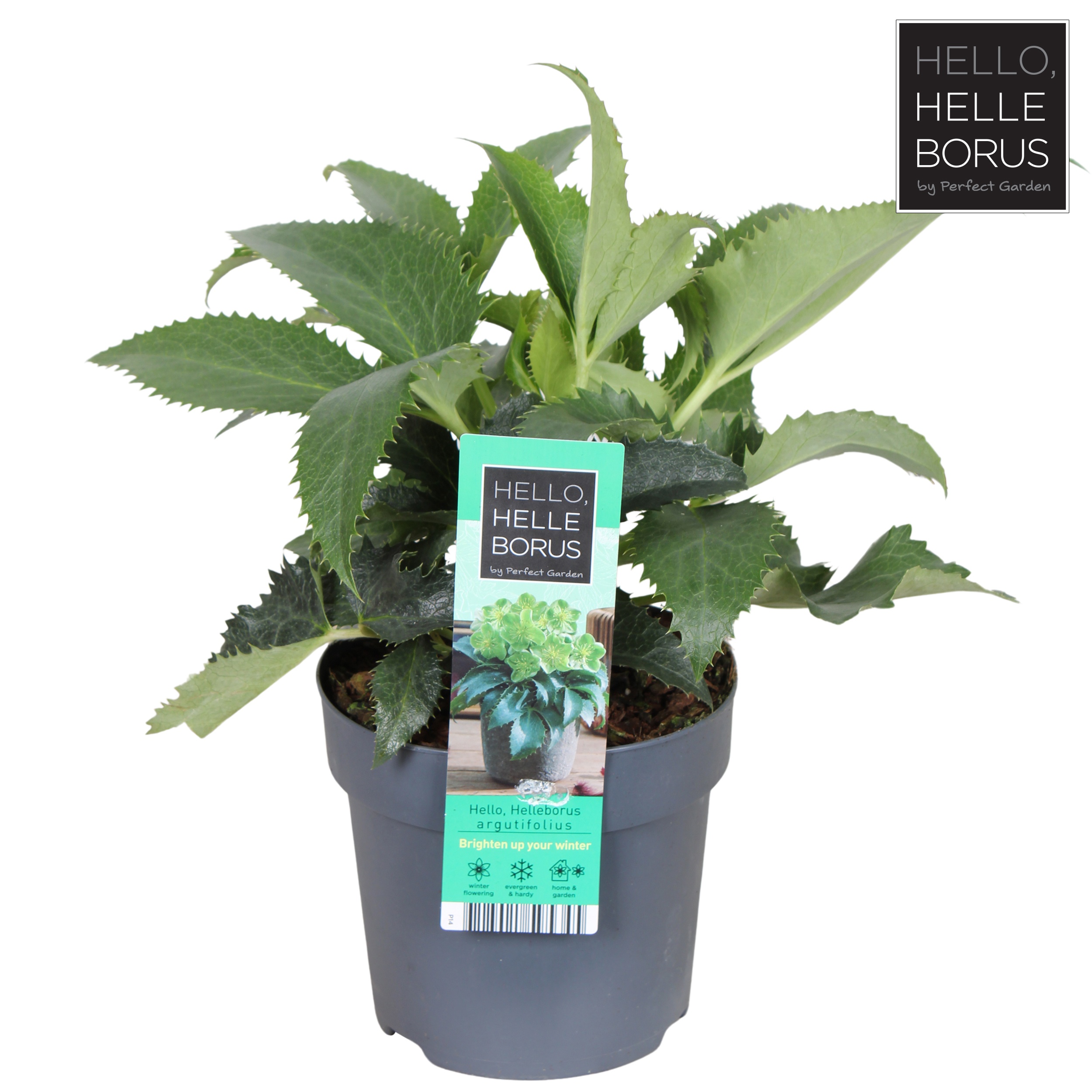 Helleborus argutifolius