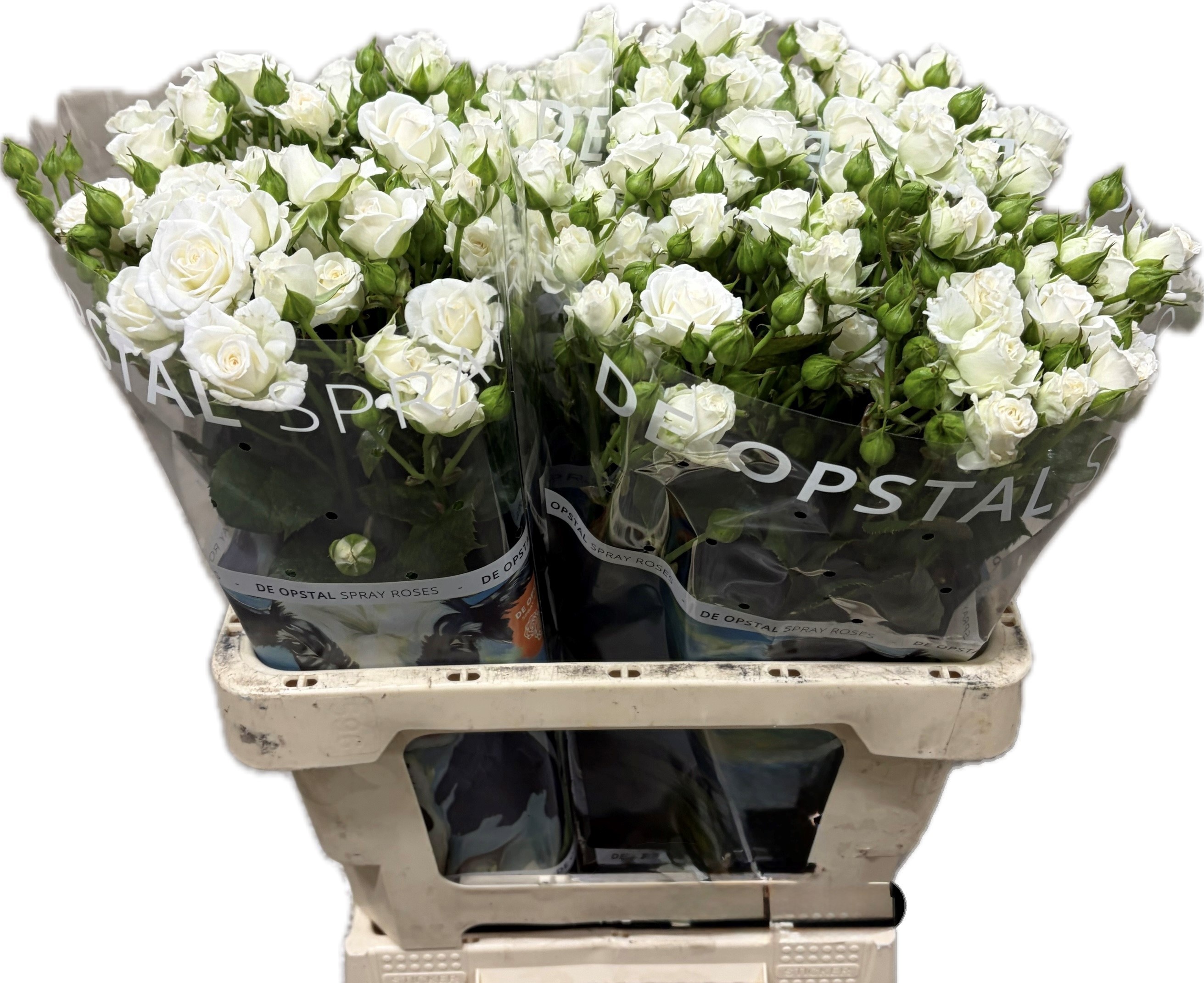 Rosa Spr White Lady 60cm