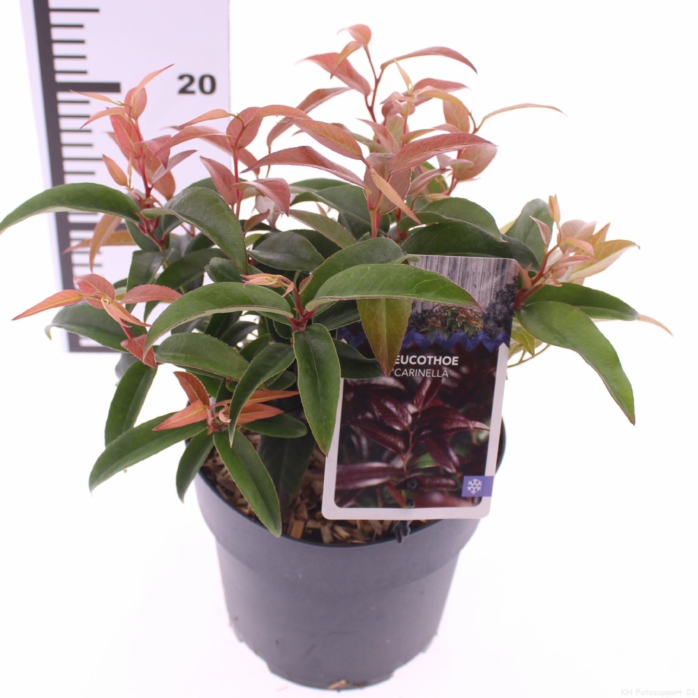 Picture of Leucothoe Carinella
