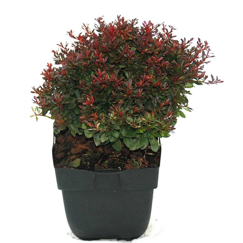 Picture of Berberis thunbergii 'Bagatelle' P17