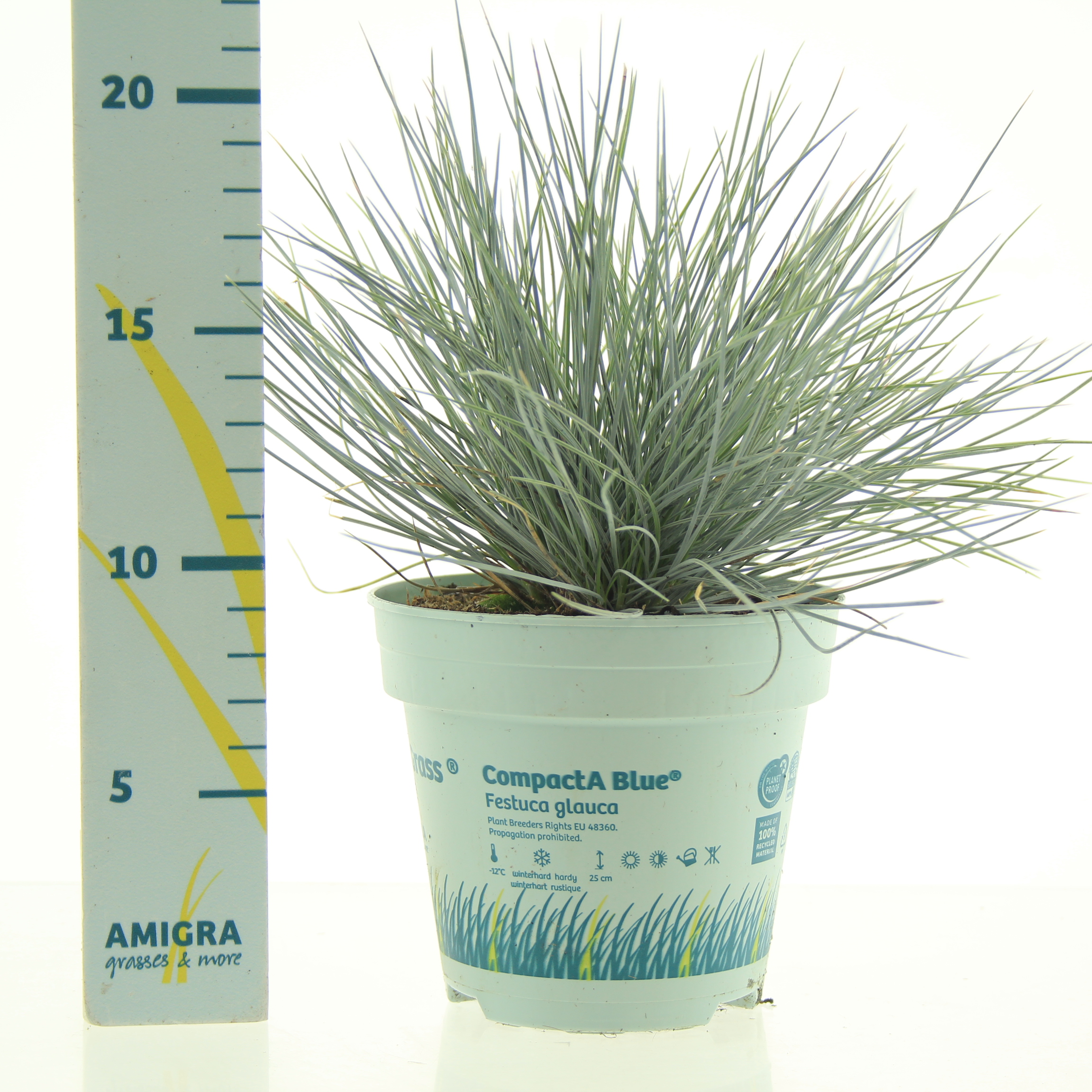 Picture of Festuca glauca CompactA Blue®