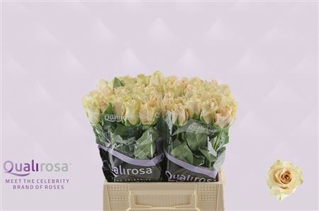 Rosa Quicksand 40cm