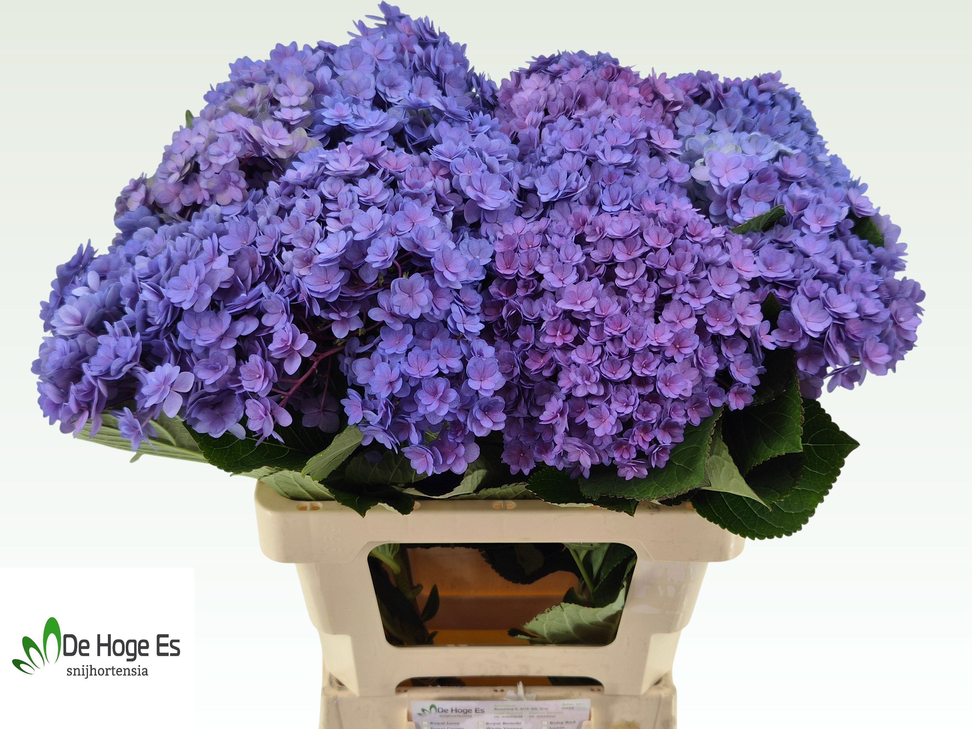 Hydrangea Beau Luxor Blue 60cm 20Ø