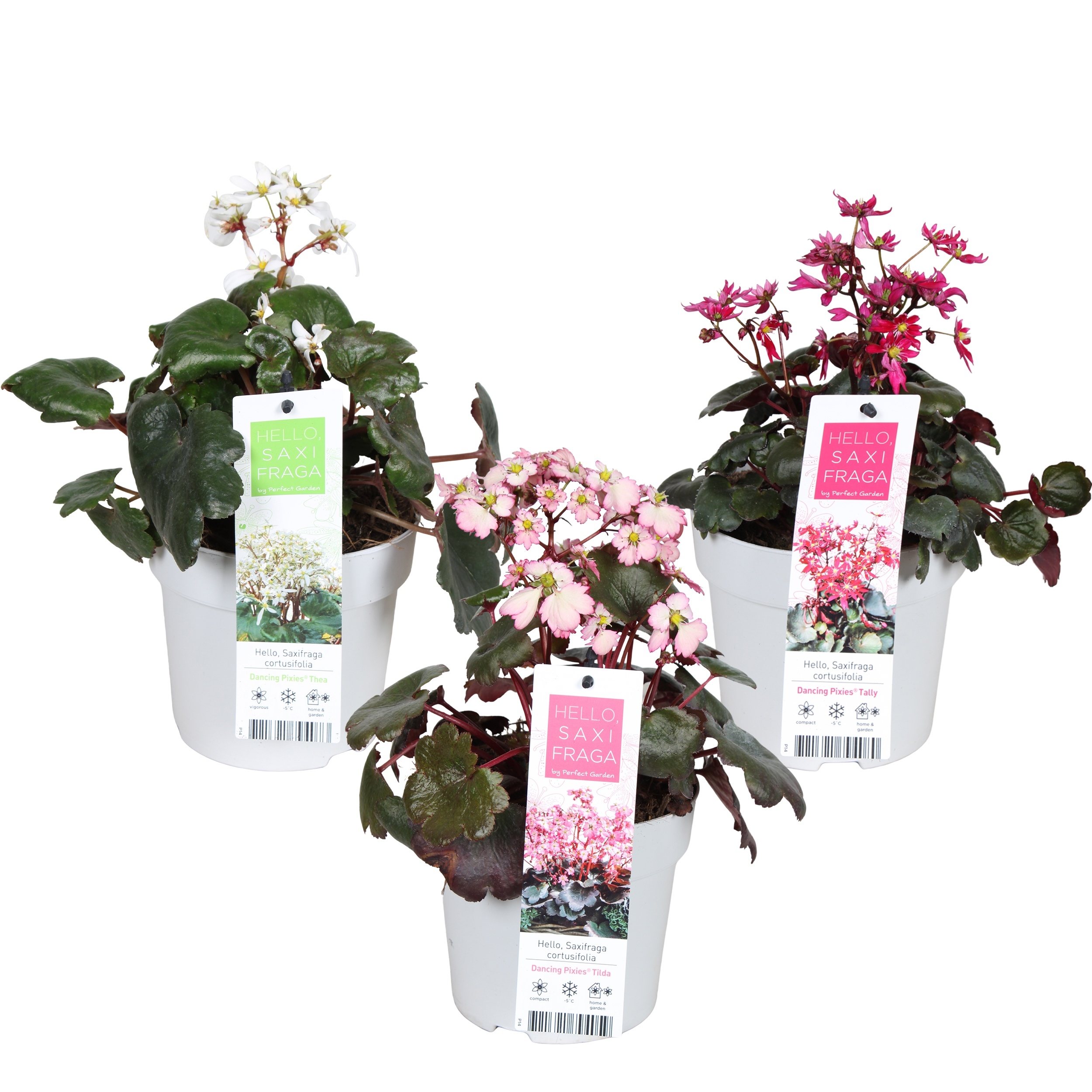 Saxifraga Dancing Pixies® mix CC