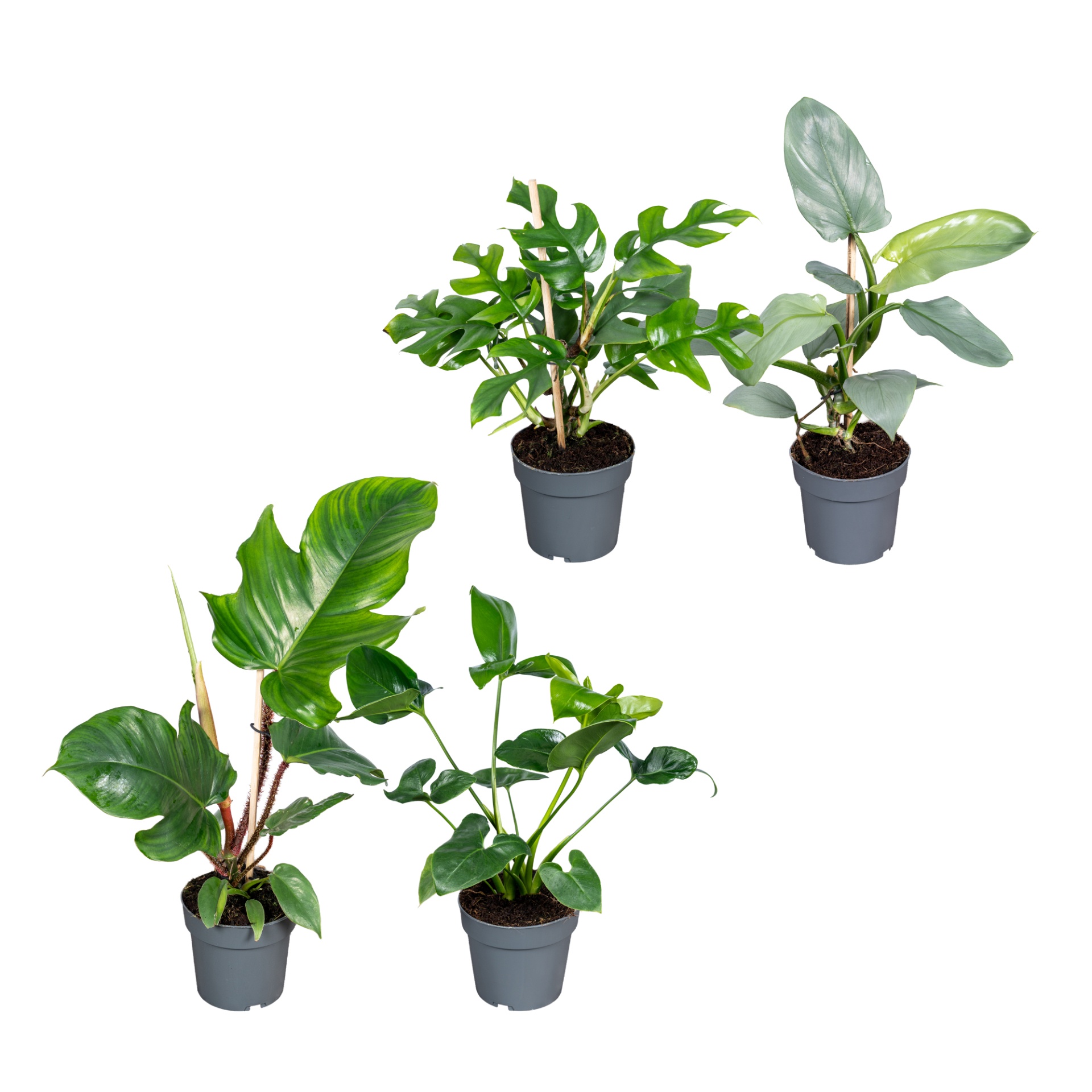 Philodendron overig Mix | OZ Planten