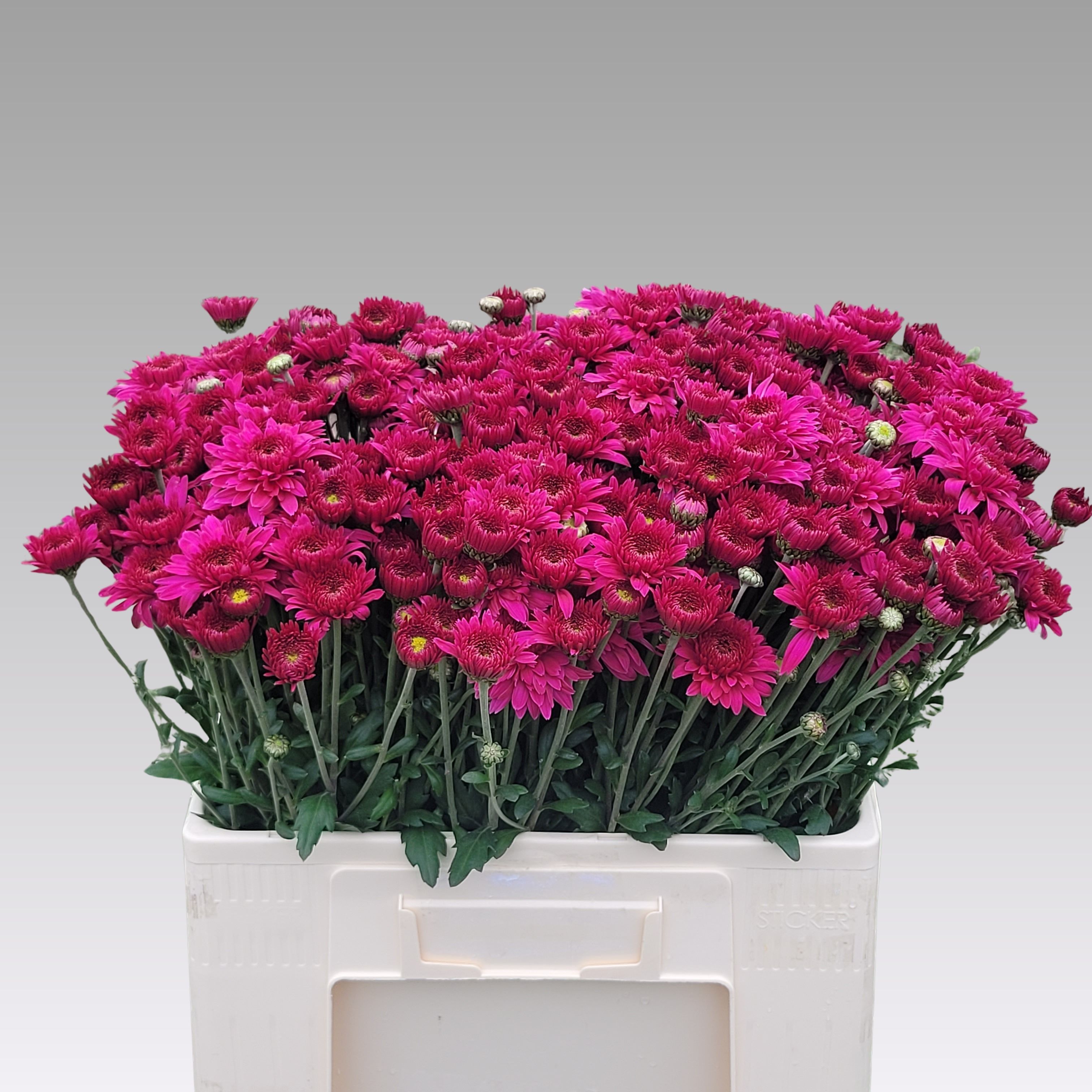 Chrysant Tbu Beppie 50cm 55gram