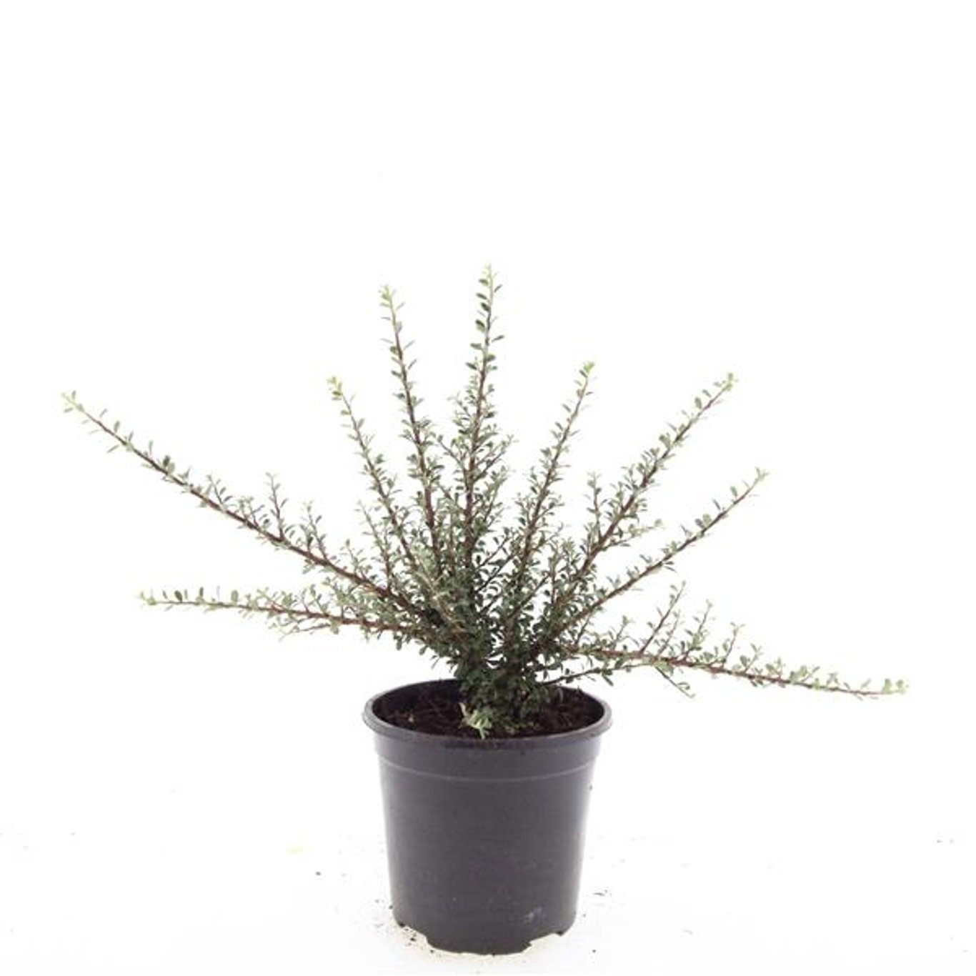 Cotoneaster microphyllus 'Tanja'