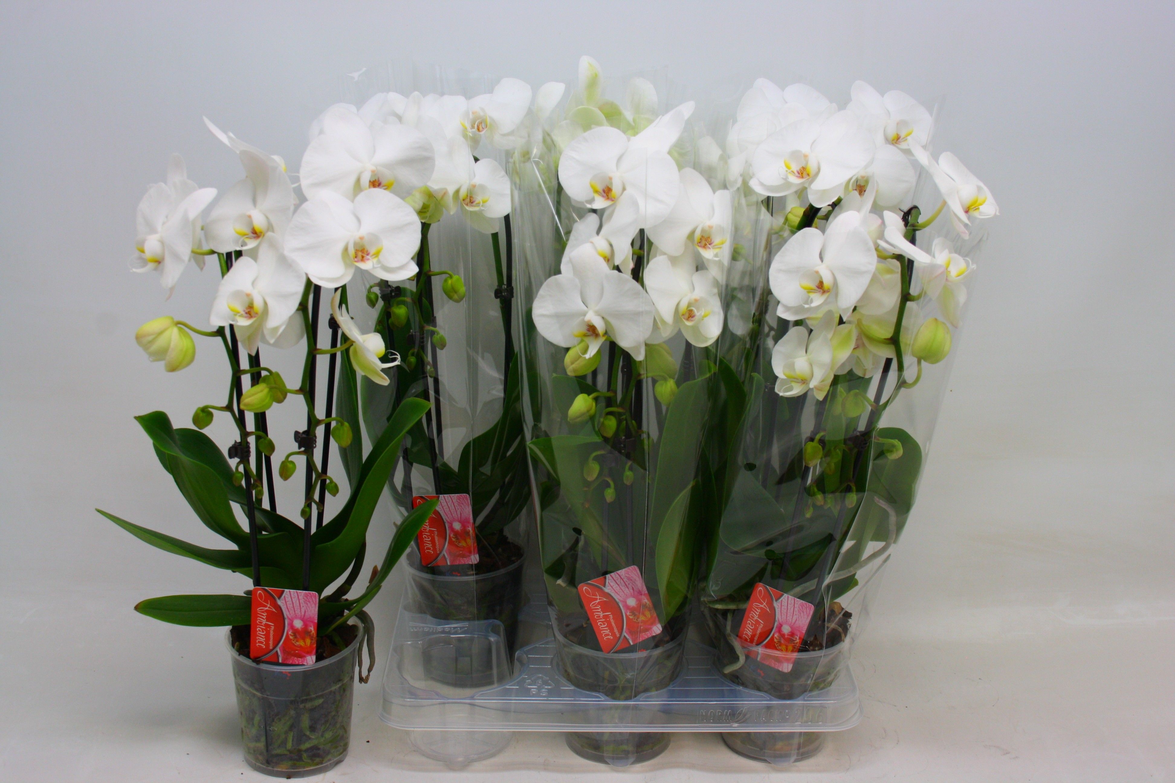 Phal El Cascade 12P 45H 2TAK 16bloem 23bloei
