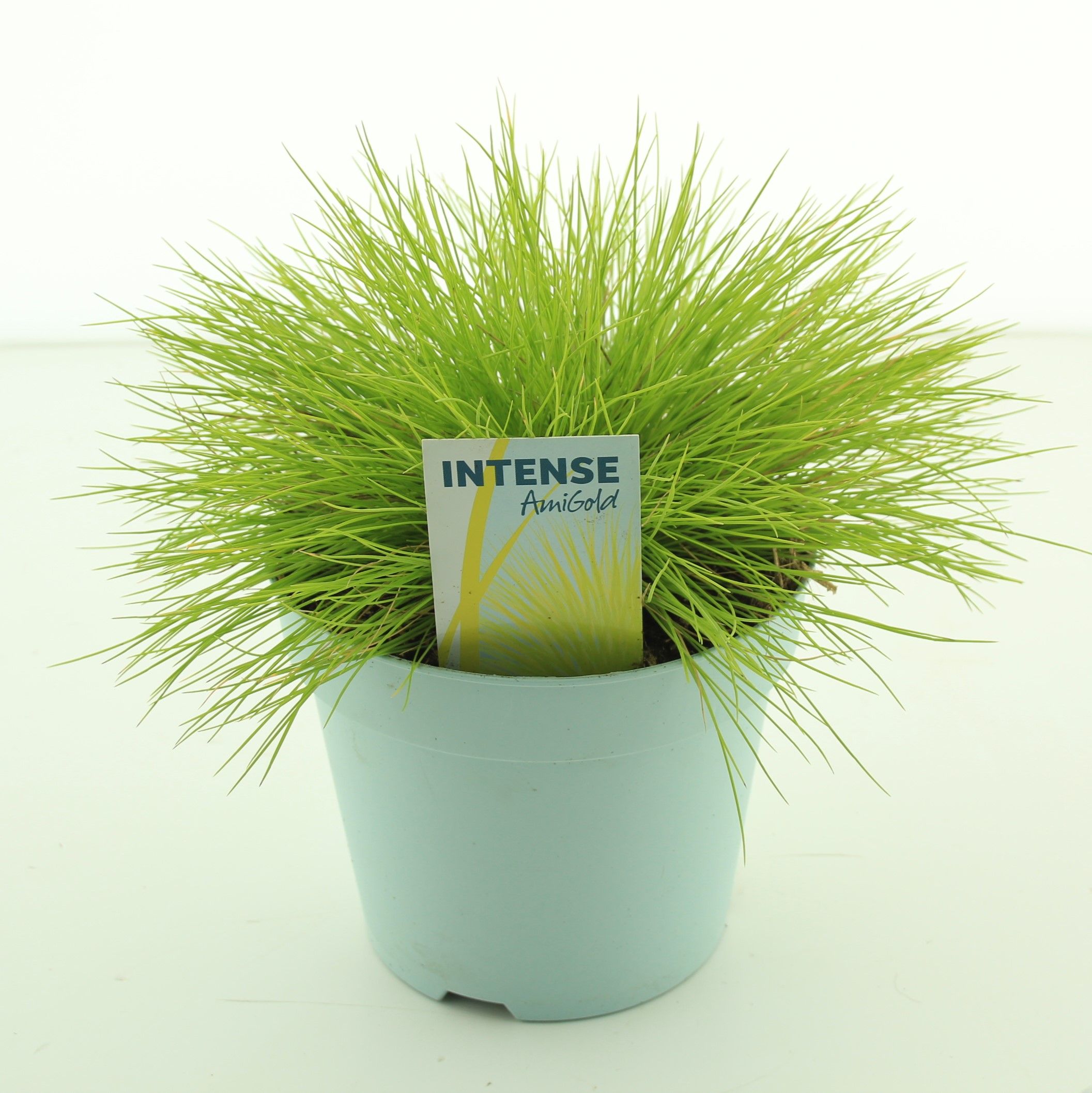 Picture of Festuca glauca AmiGold®