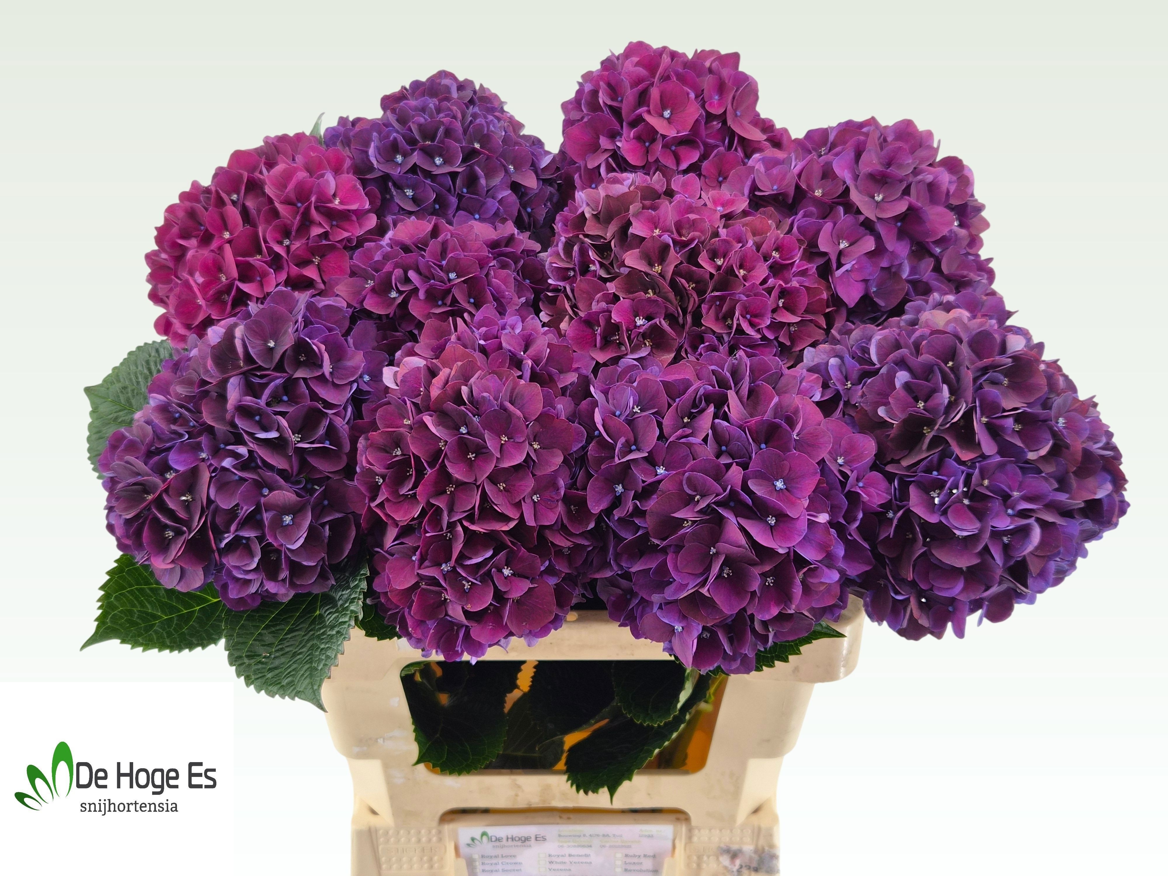 Hydrangea Ruby Red Purple 60cm 17Ø