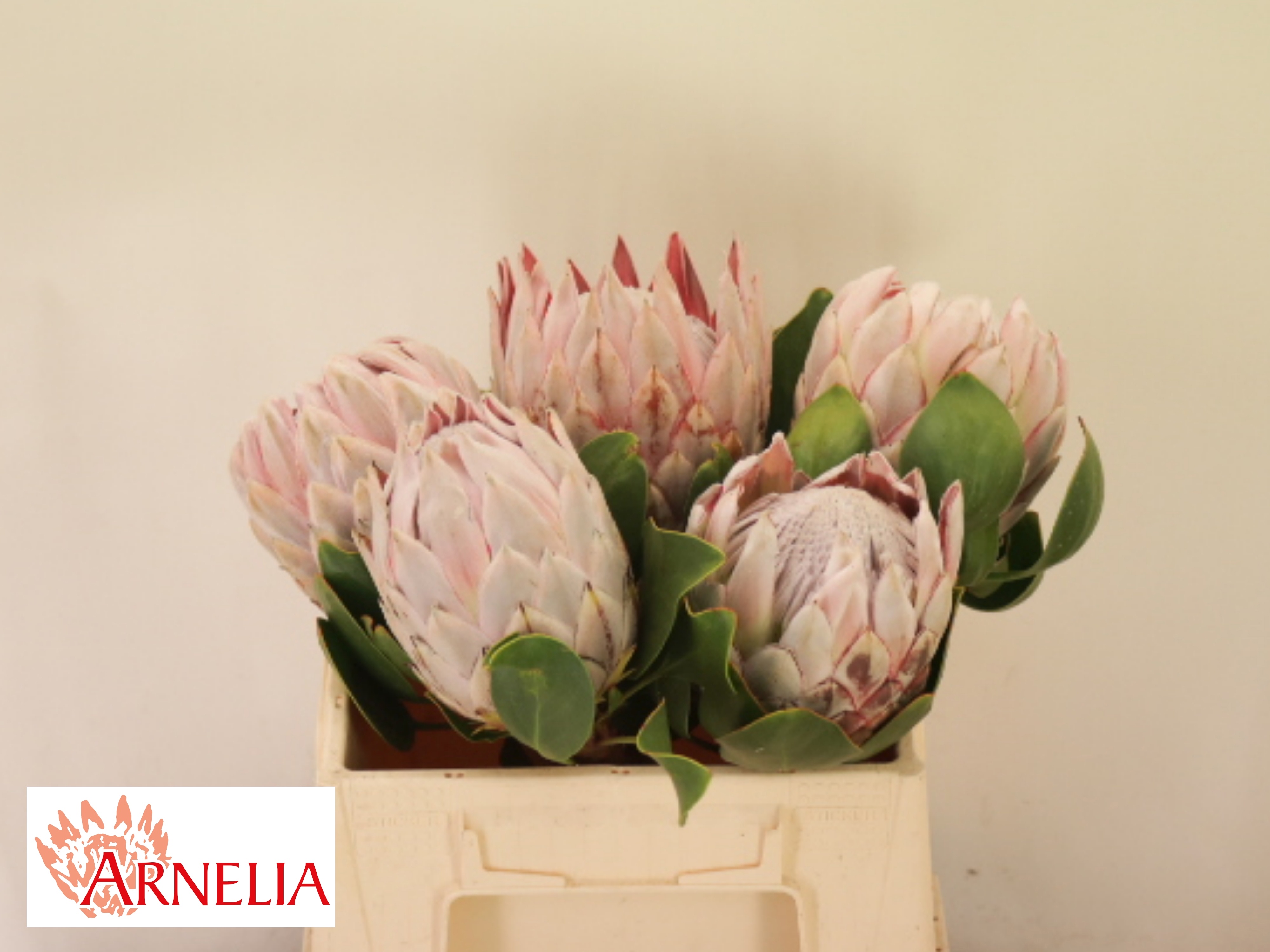 Protea Cynaroides 35cm