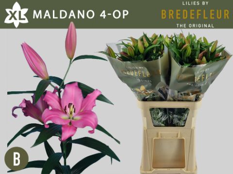 Li Ot Maldano