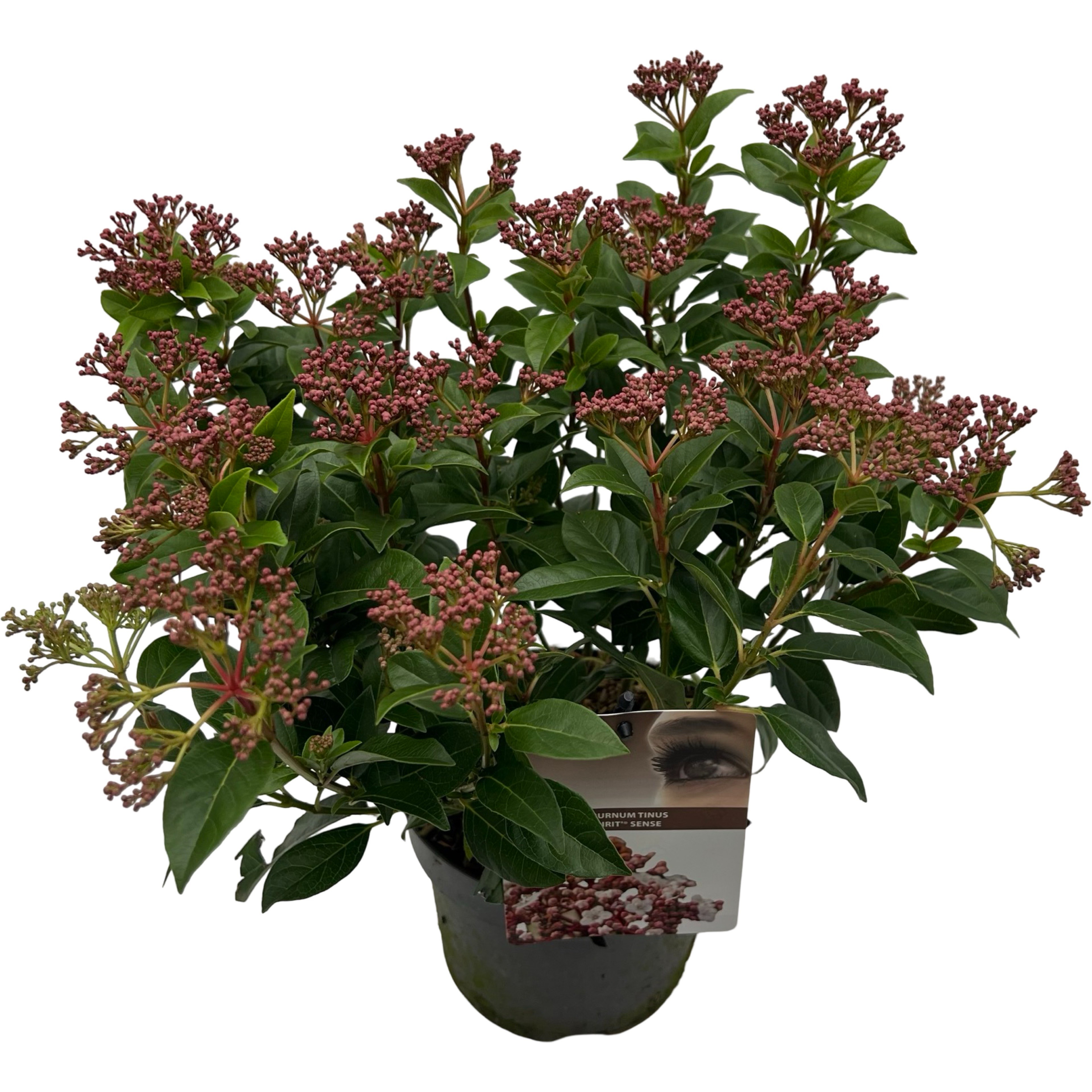 Picture of Viburnum tinus 'Spirit' sense,