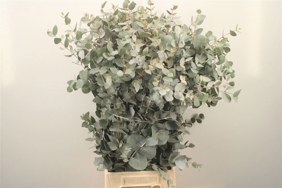 Euc Cinerea Per Bos 70L.cm 200gram