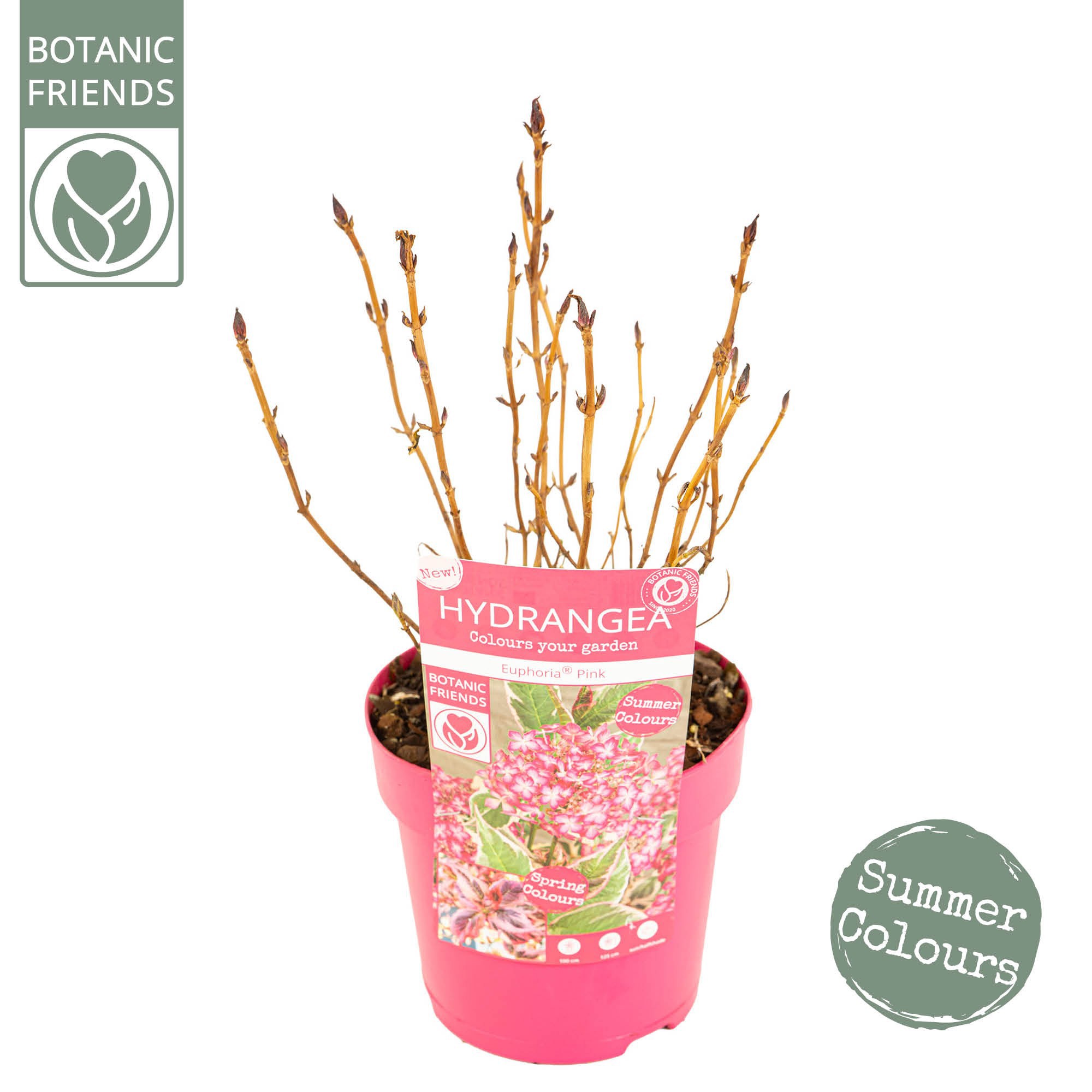 Picture of Hydrangea serrata Euphoria 'Pink'