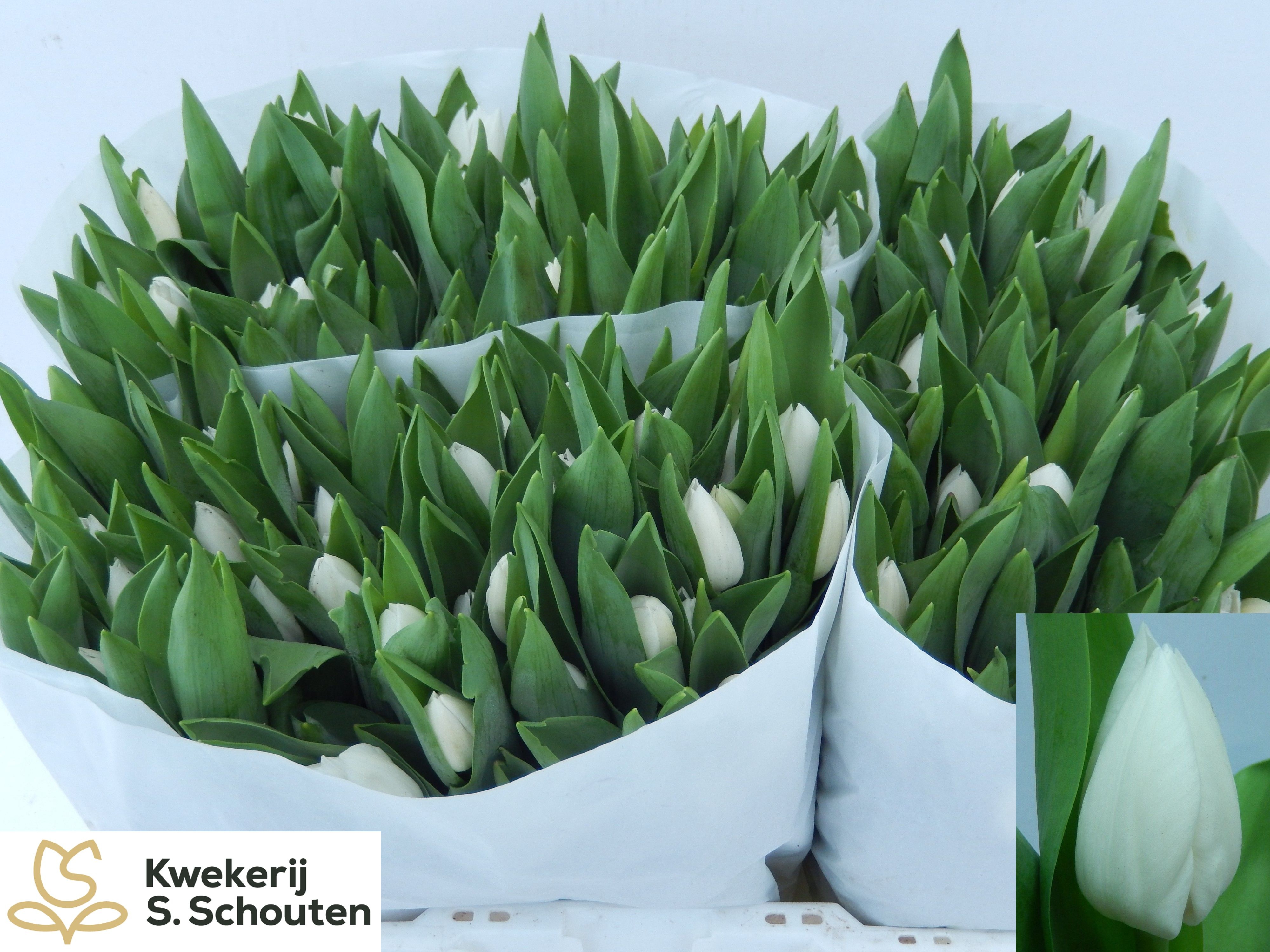 Tulipa Royal Virgin 34cm 30gram