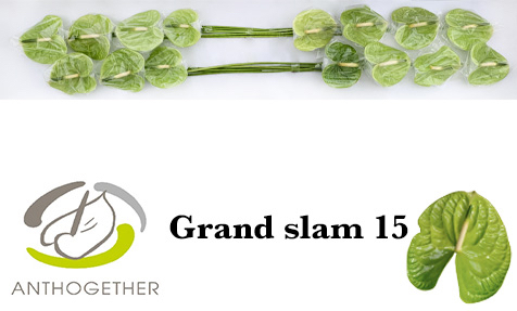 Anth A Grand Slam