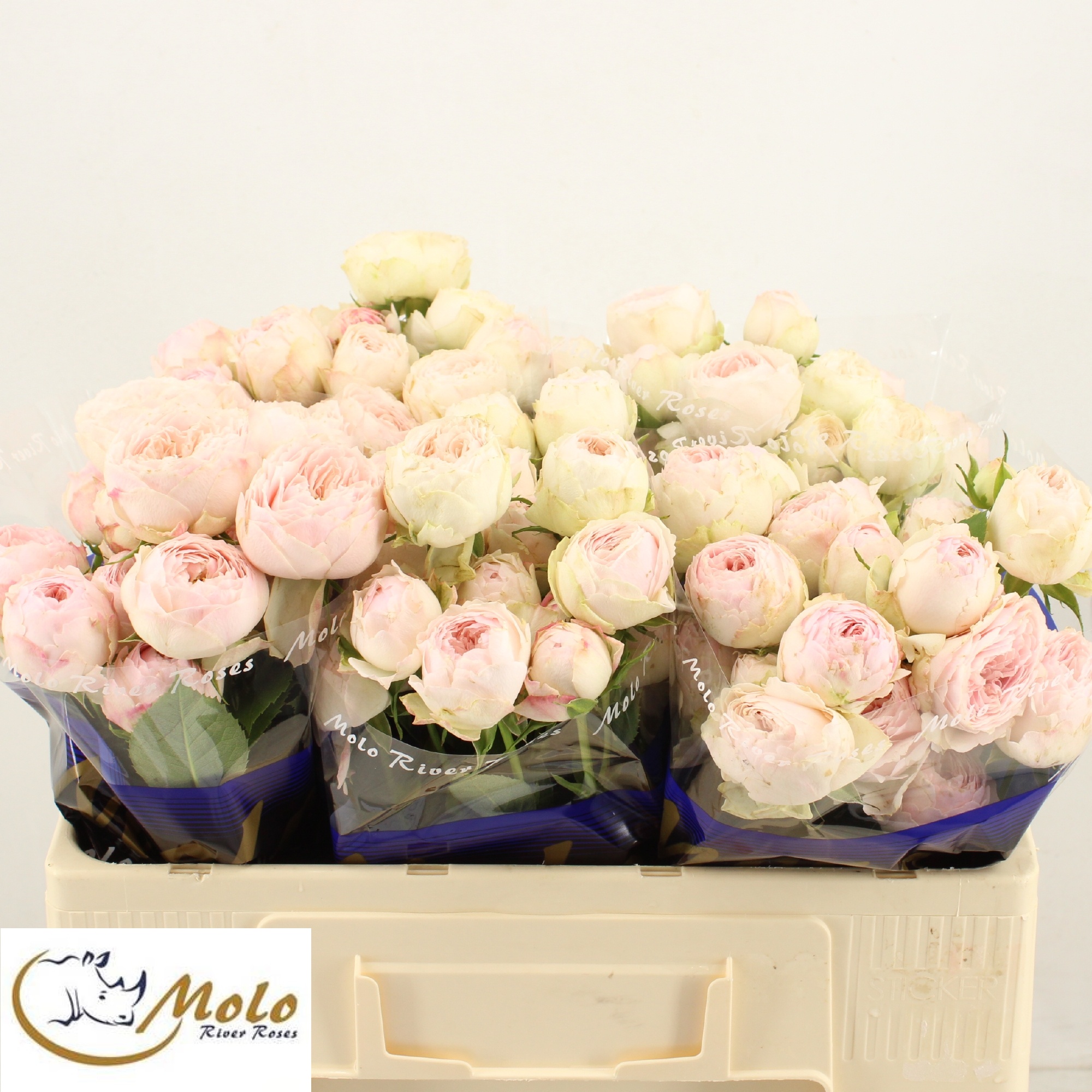 Rosa Spray Mansfield Park 50cm