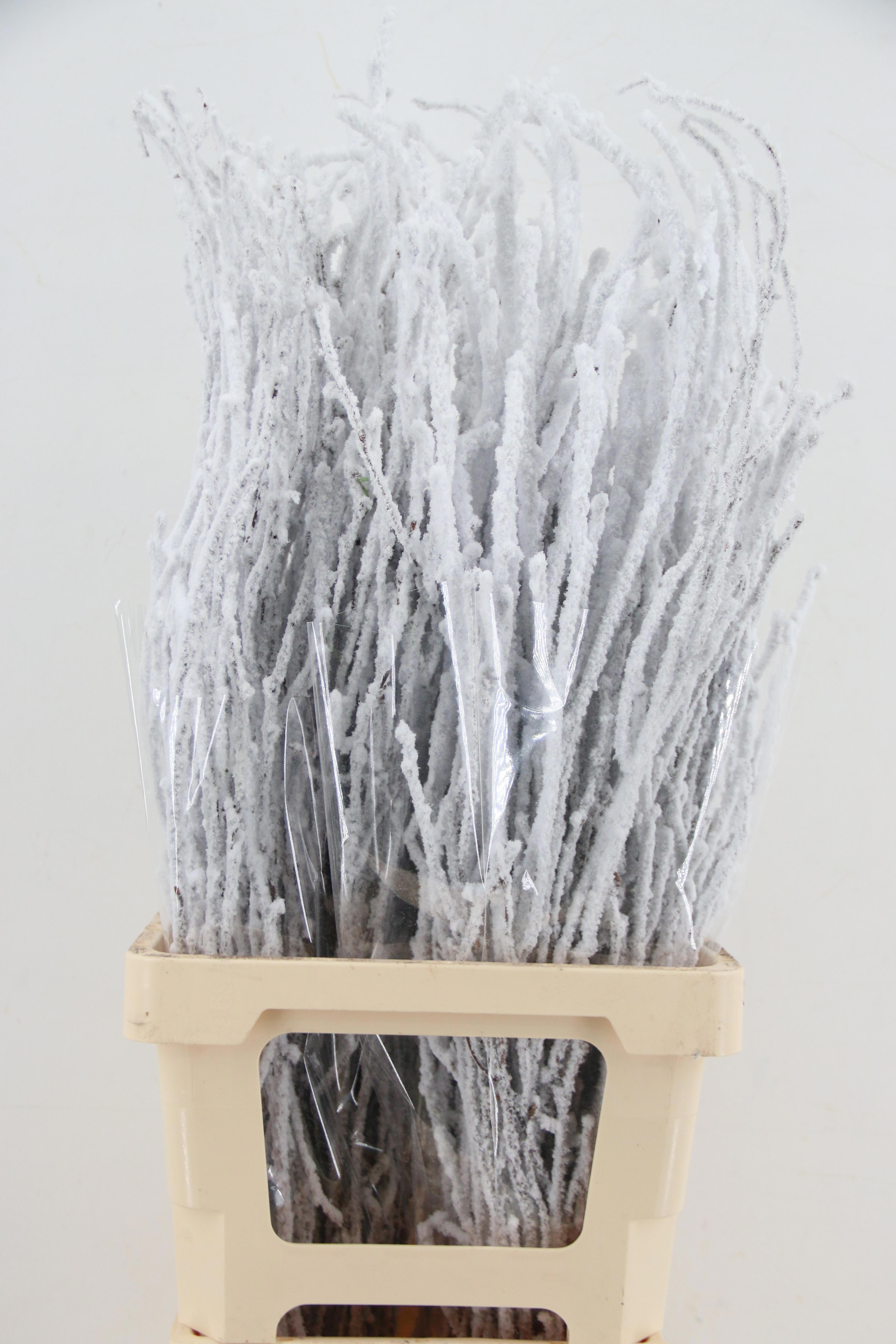 Betula (BIRCH) Painted