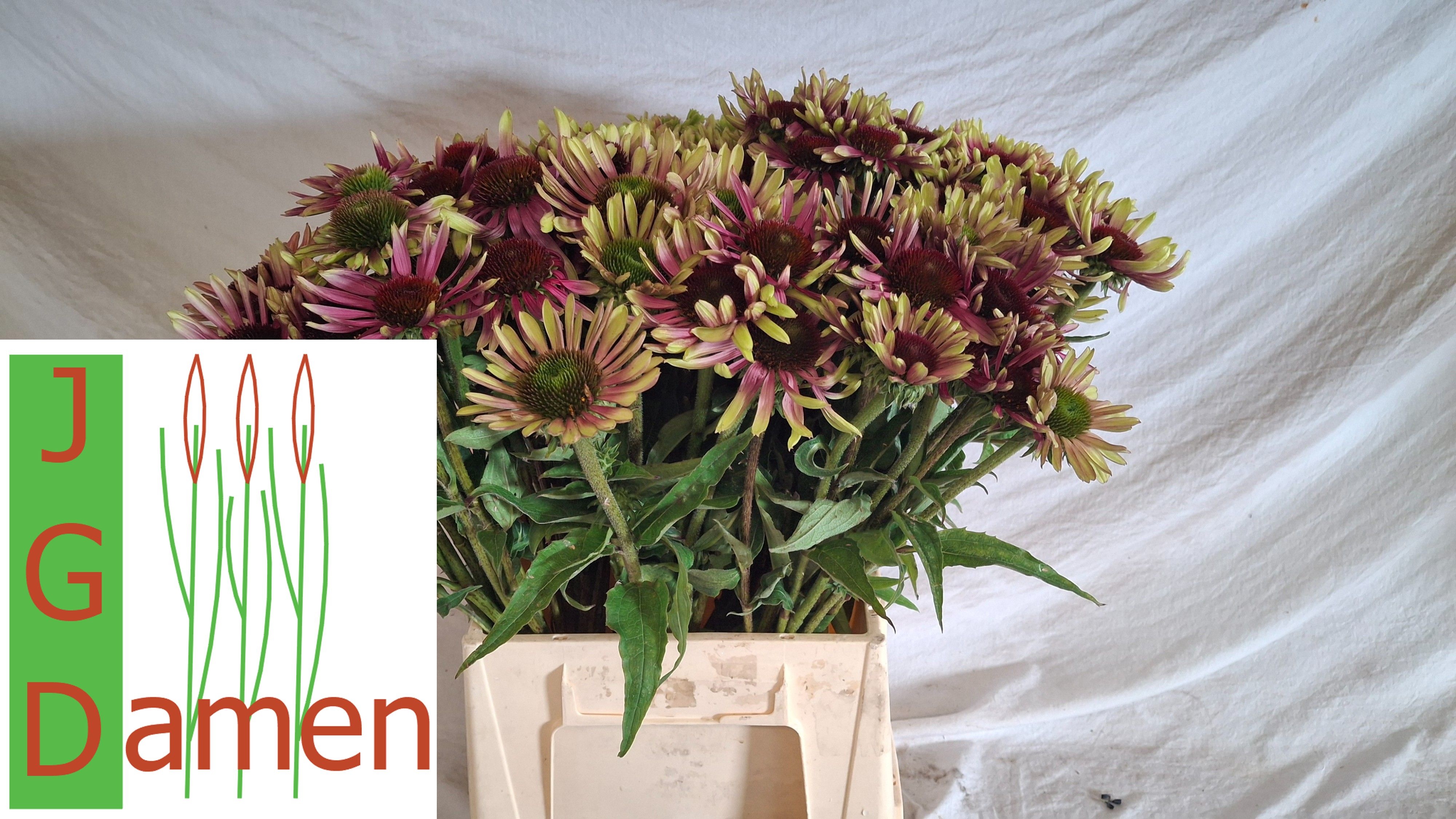 Echinops Green Twister 40cm