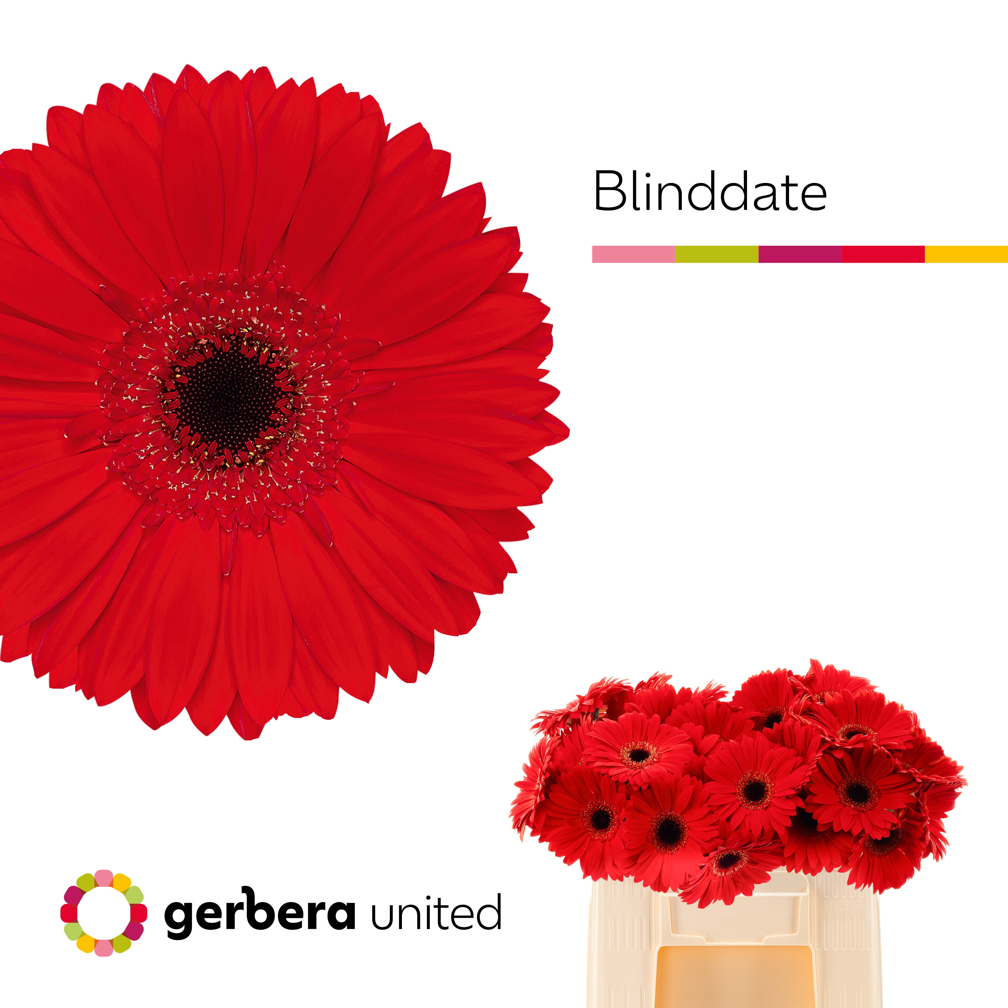Ge Gr Blinddate