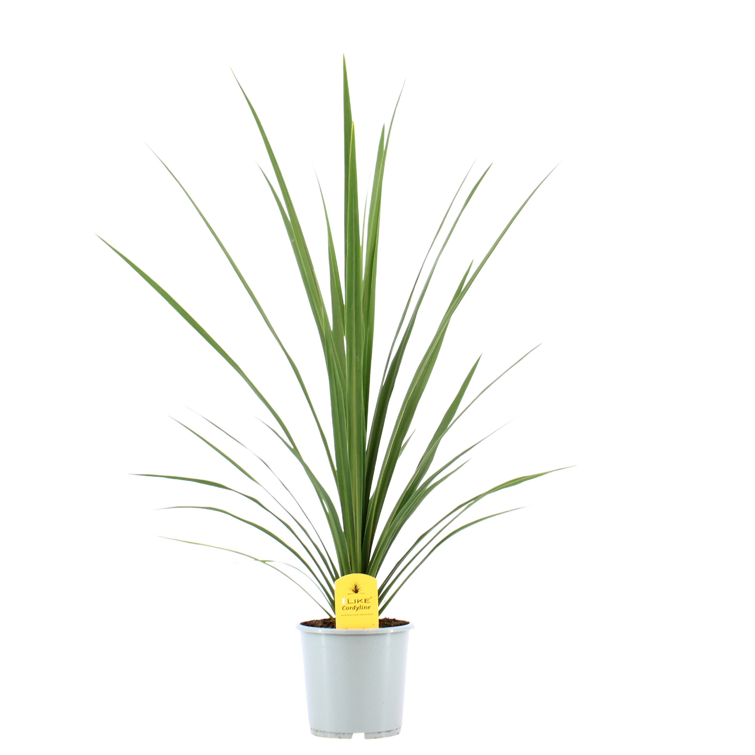 Picture of Cordyline Australis Peko P17 (2 Ltr) (LOOSE)