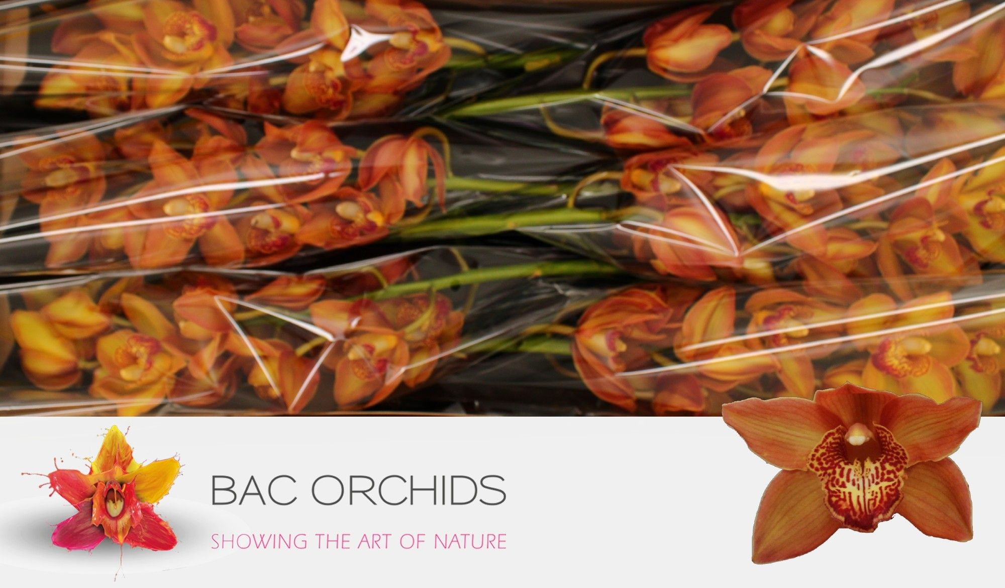 Cymbidium Cognac 12/15bl