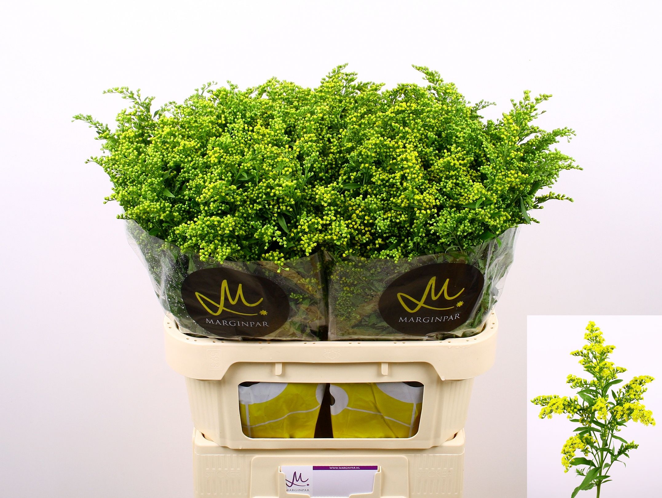 Solidago Carzan Glory 80cm 70gram