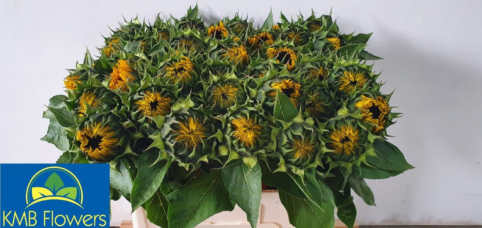 Helianthus Sunrich Or 60cm