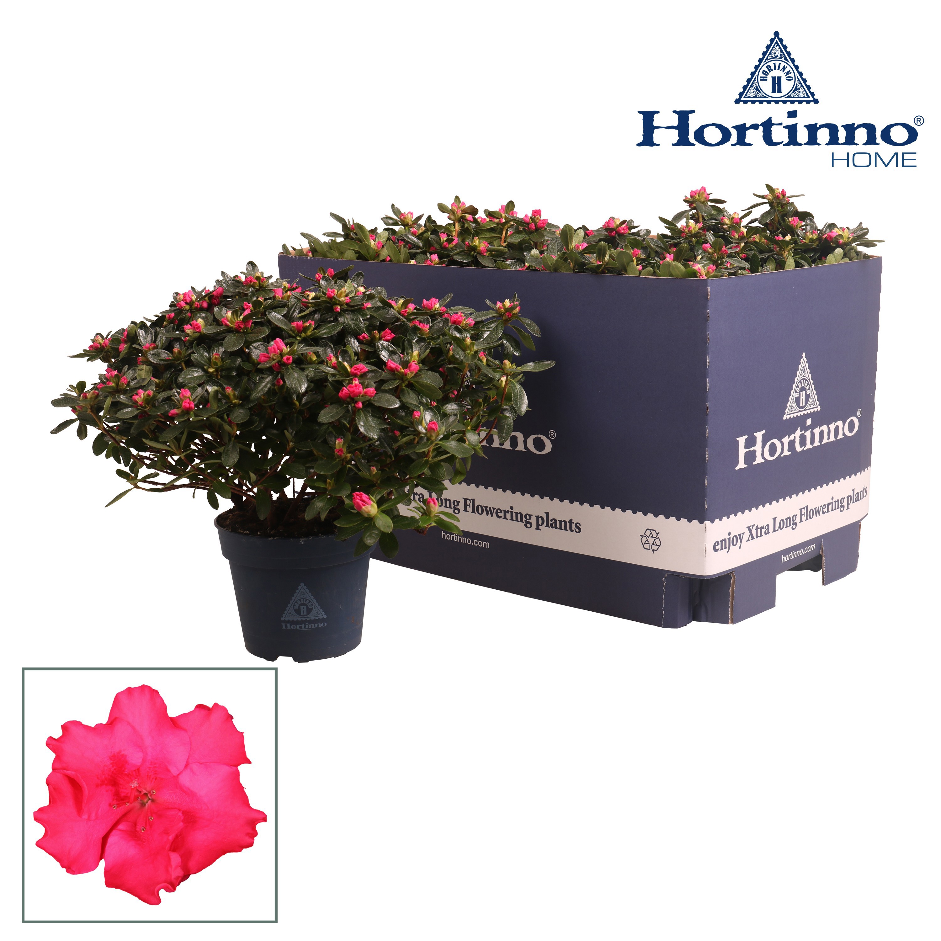 Rhododendron (Simsii) Hortinno Classic Rouge Bush | OZ Planten