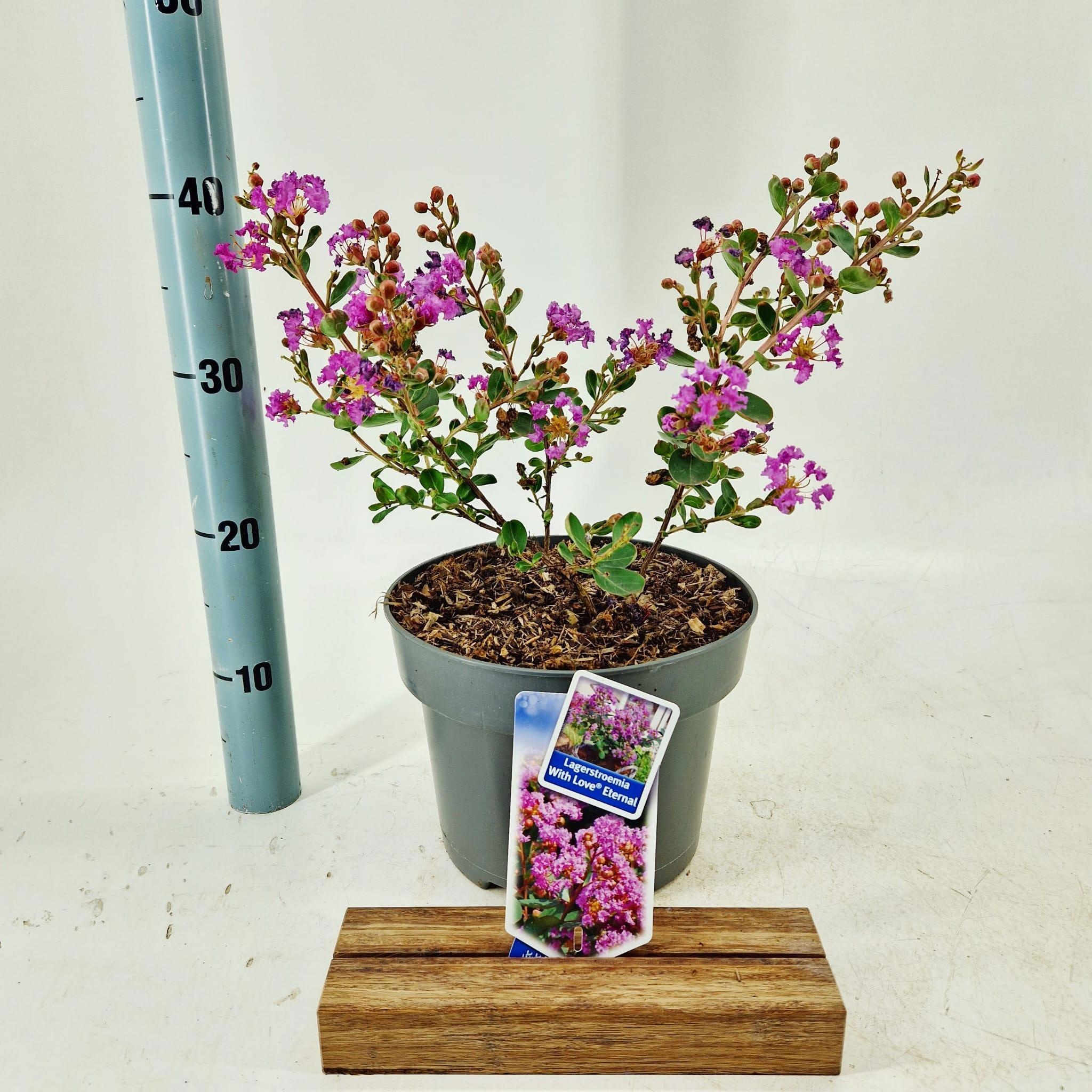 Lagerstroemia indica With Love Eternal ('Milavio') milaviopbr