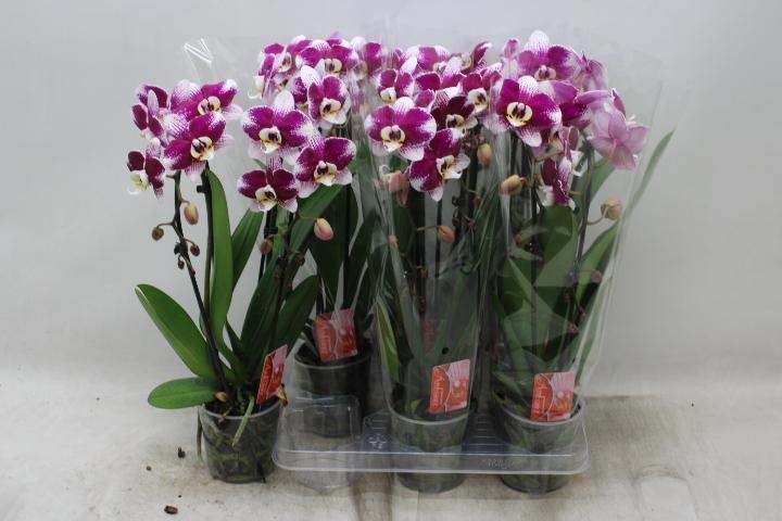 Phal El Cascade 12Ø 45cm