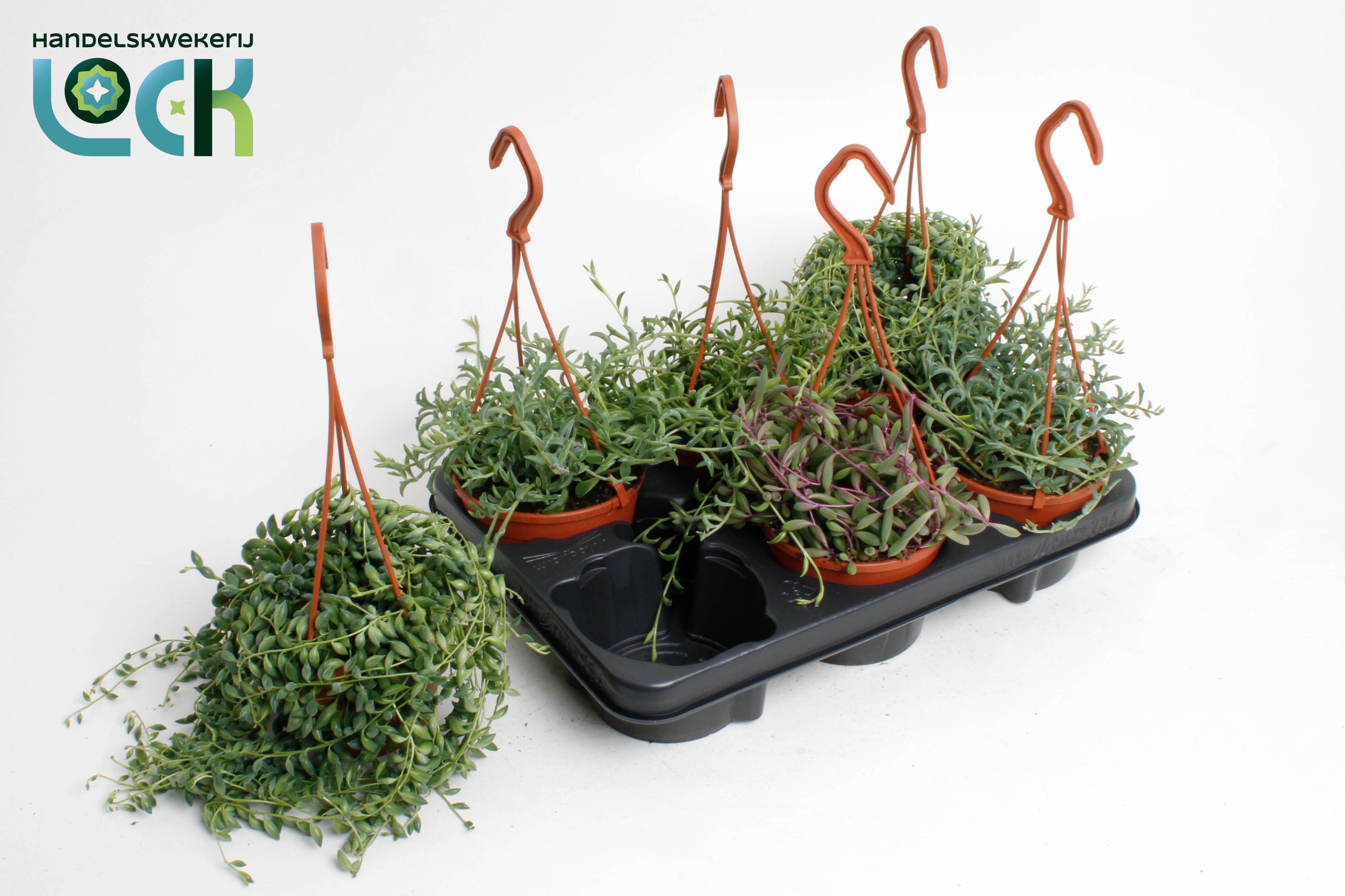 Senec Overig 12Ø 25cm