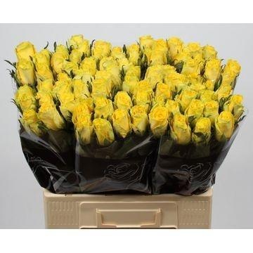 Rosa Good Times 60cm