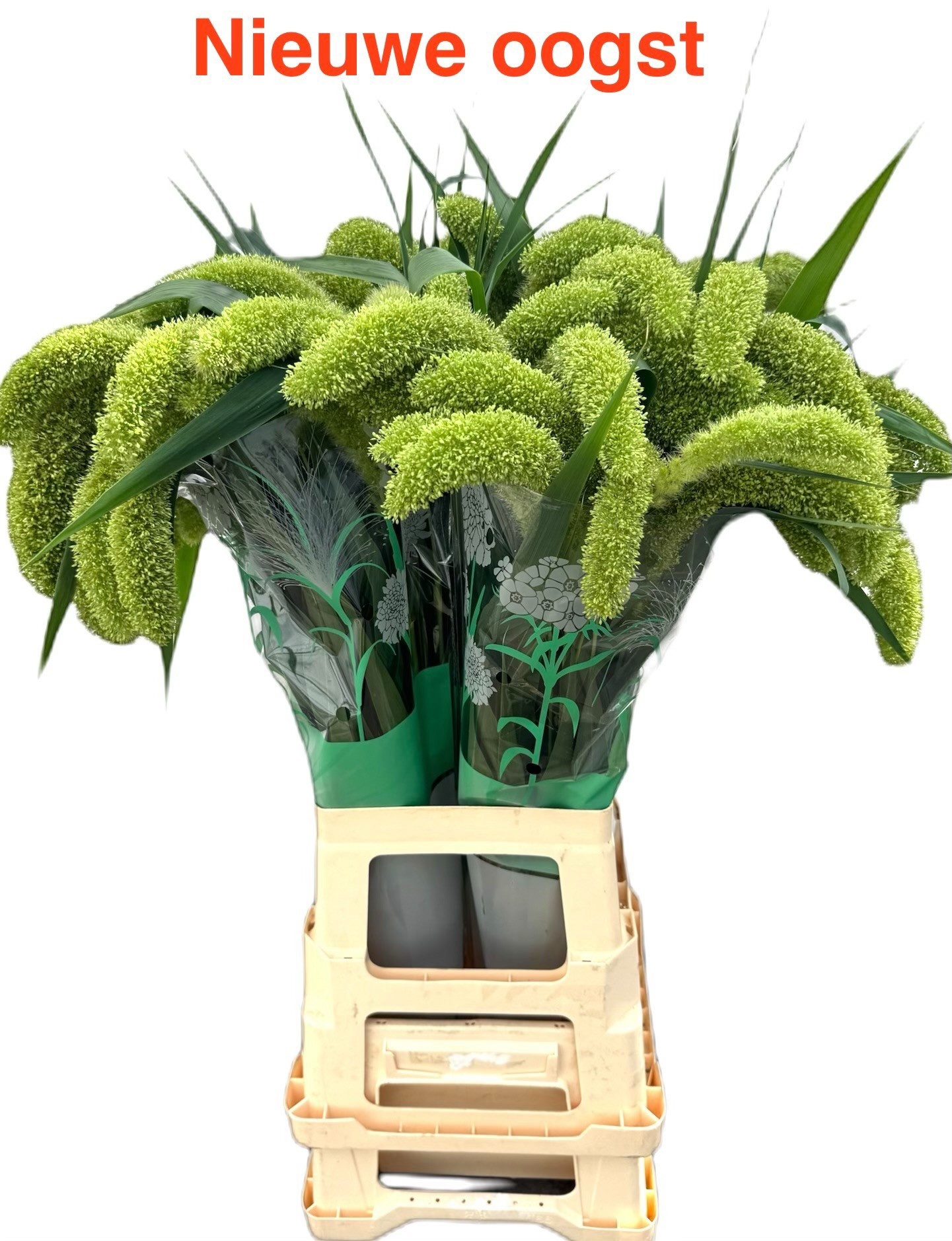 Setaria Volle Melk 70cm