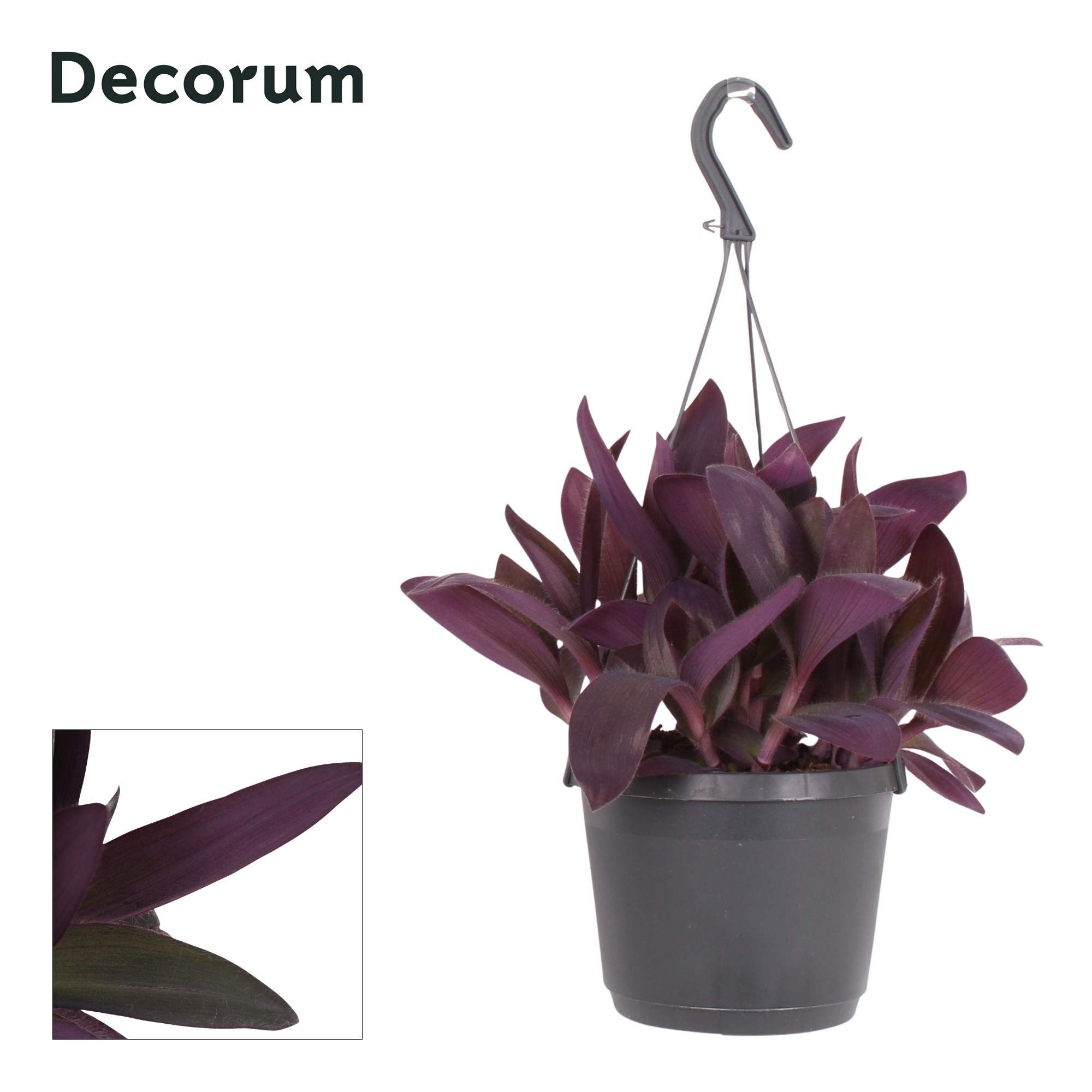 Tradescantia (A) 'Purple Heart'
